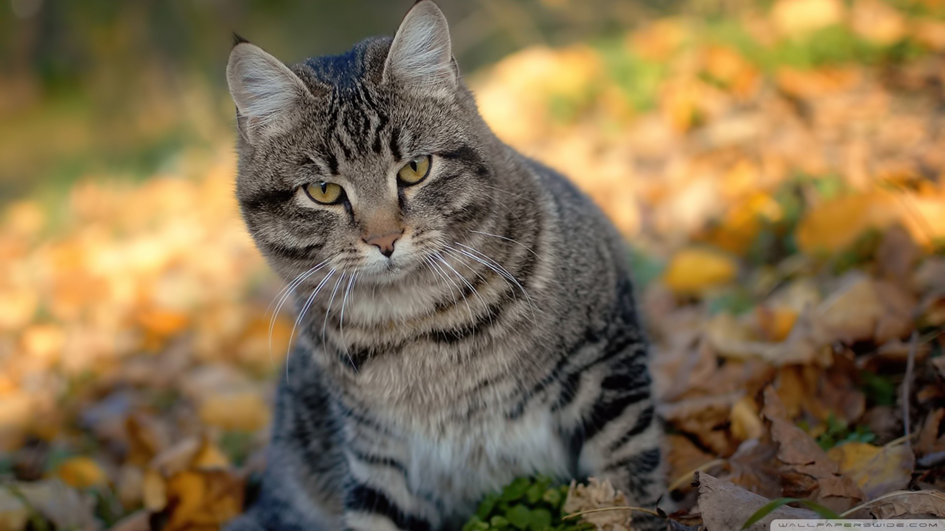 Wild Cat Wallpapers (70+ pictures)