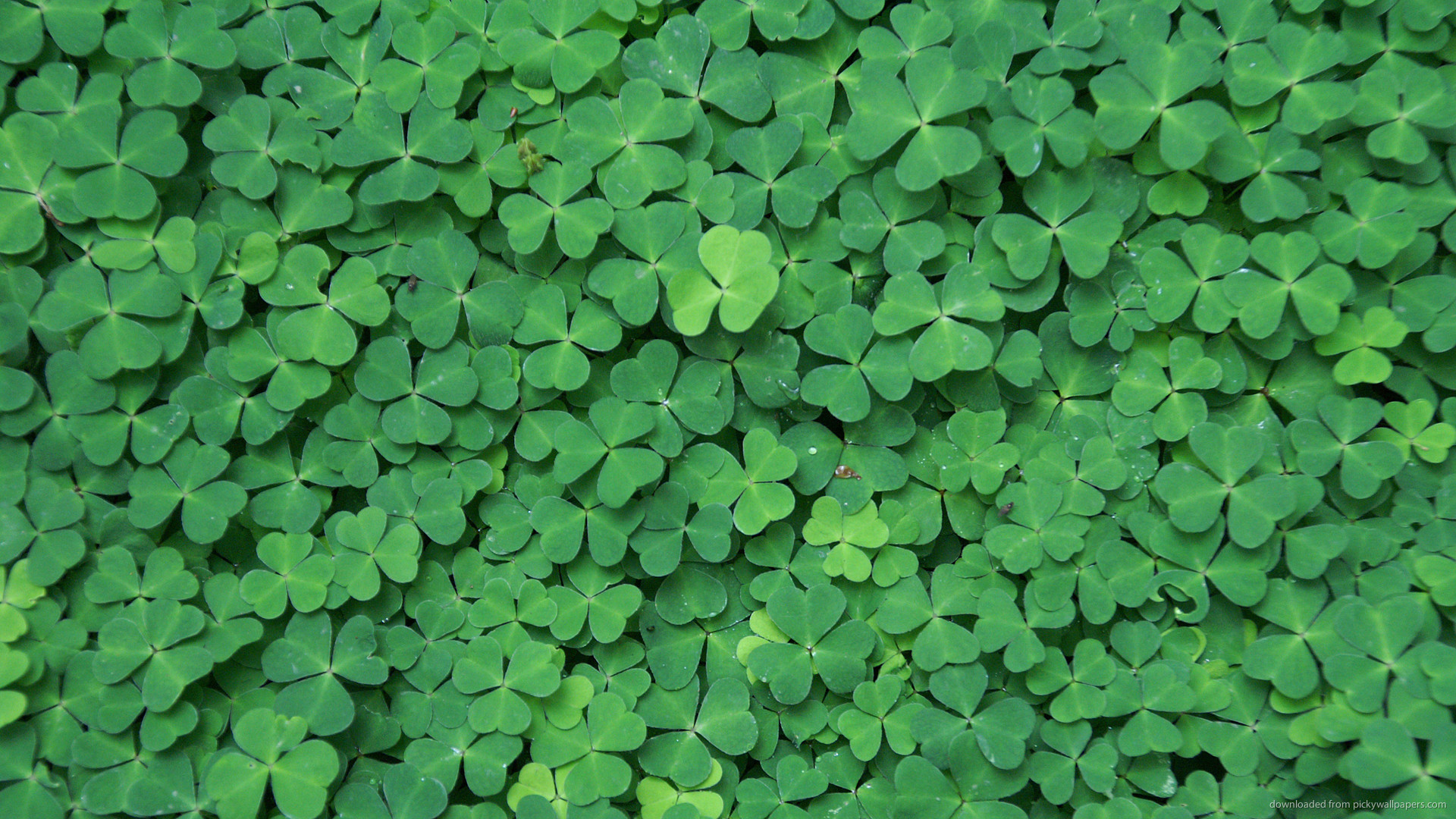 Irish Shamrock Wallpapers (47+ pictures)