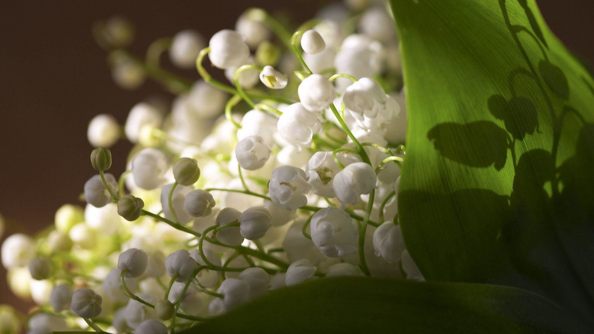 Lily of the Valley Wallpaper (70+ pictures)