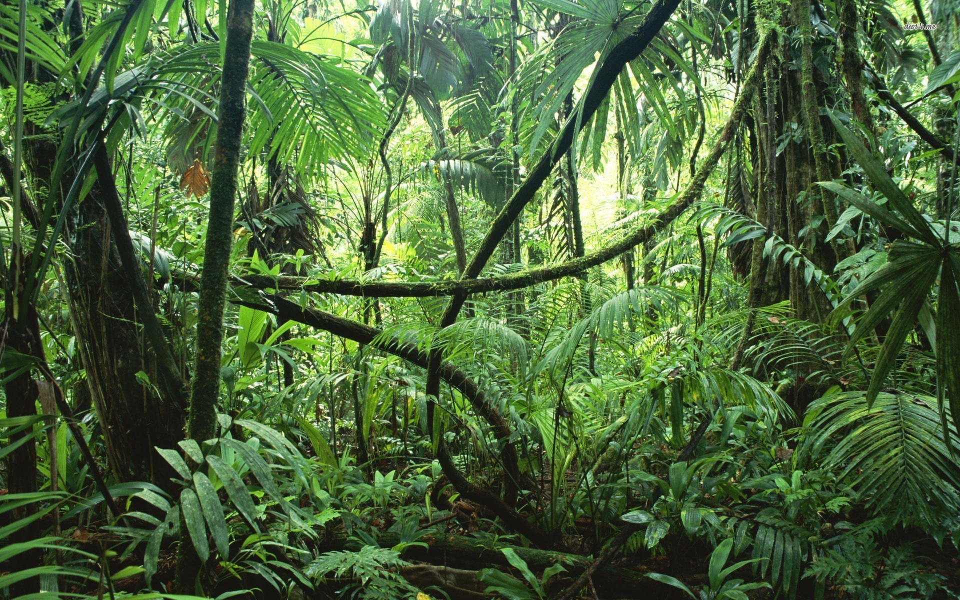 Tropical Rainforest Wallpaper (58+ pictures)