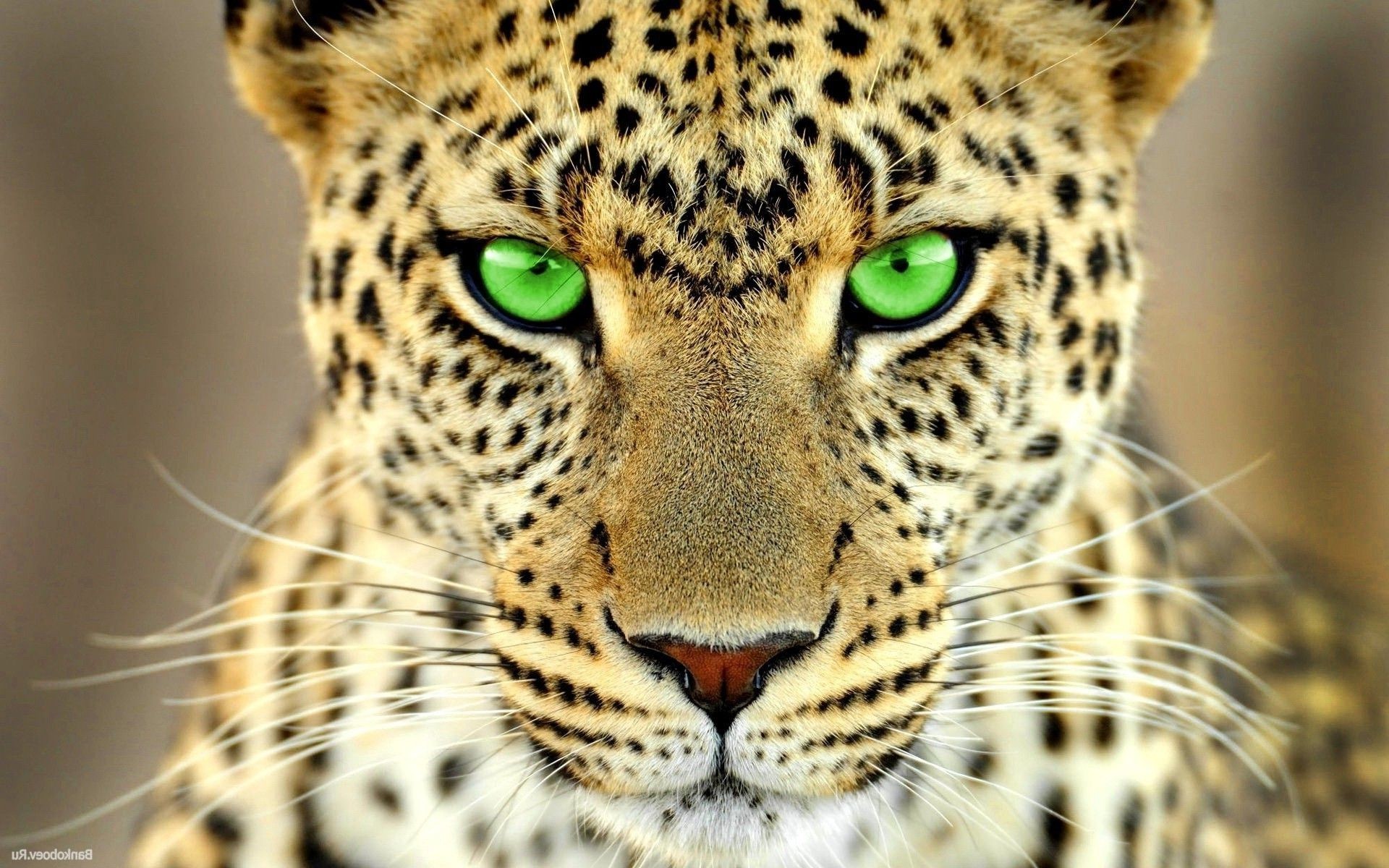 Wild Cats Wallpaper (57+ pictures)
