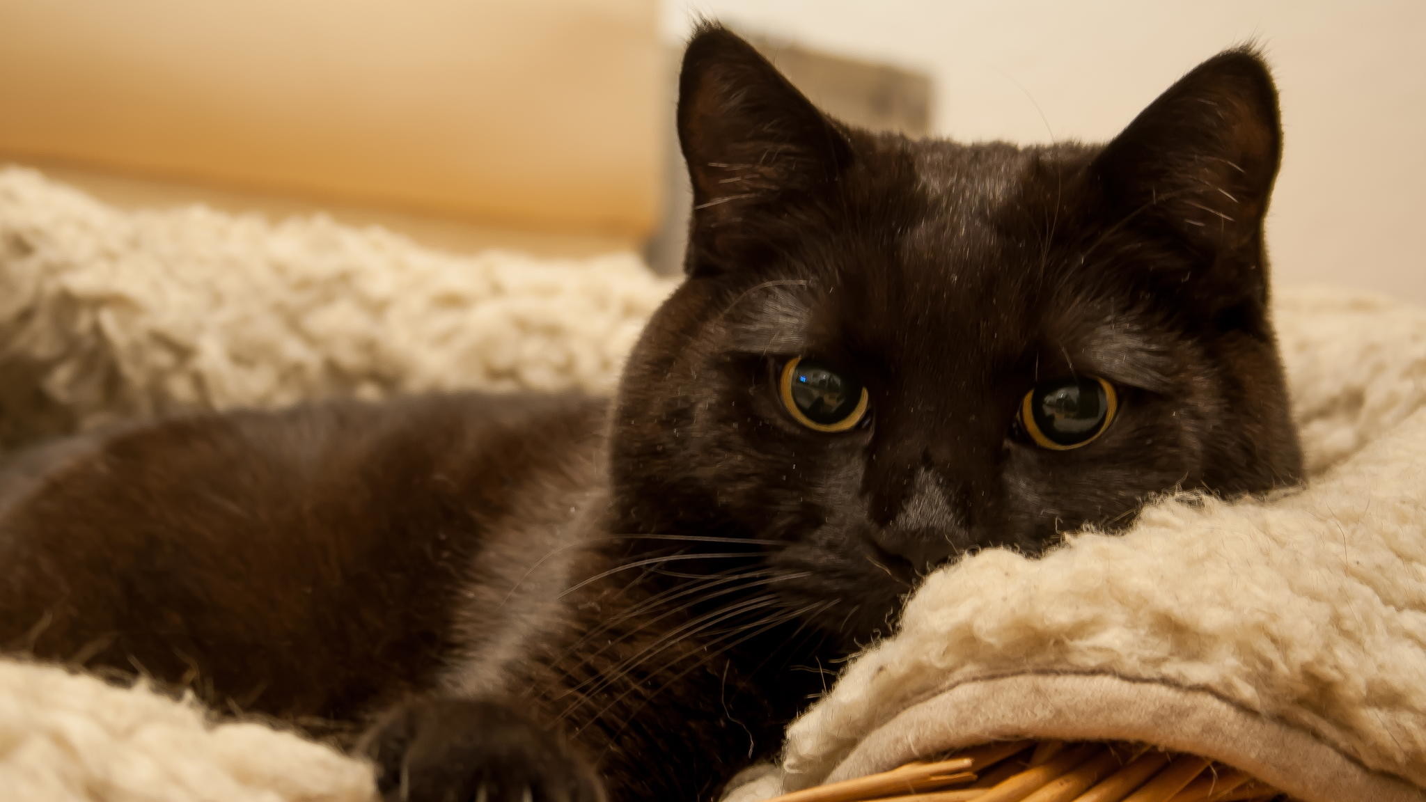 Funny Animal Backgrounds (61+ pictures)