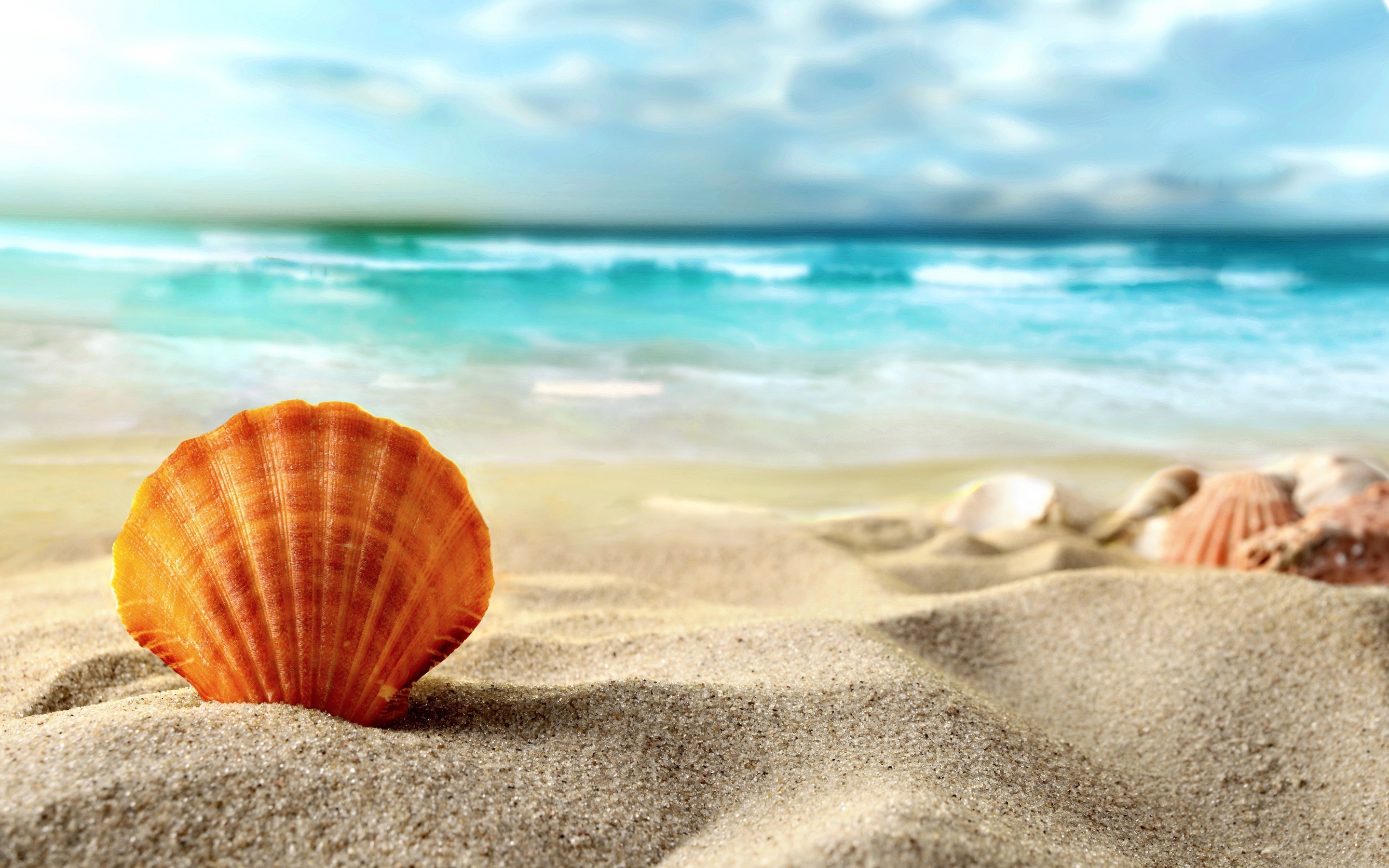 Sea Shell Wallpaper (56+ pictures)