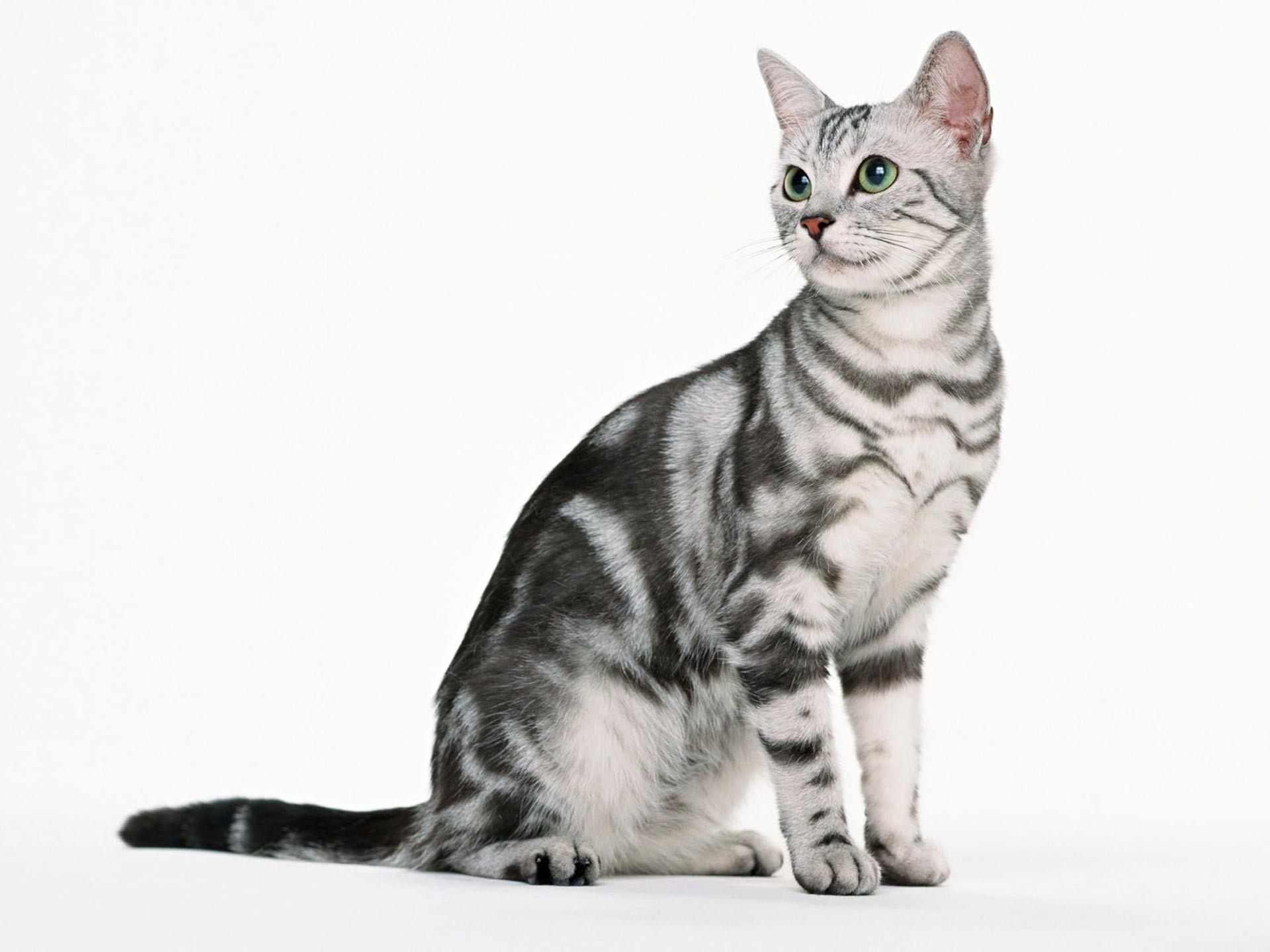 Cat White Background (51+ pictures)