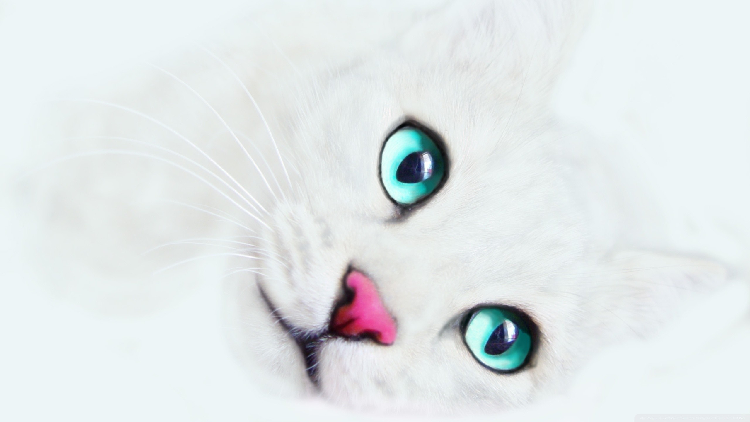White Cat Wallpaper (73+ pictures)
