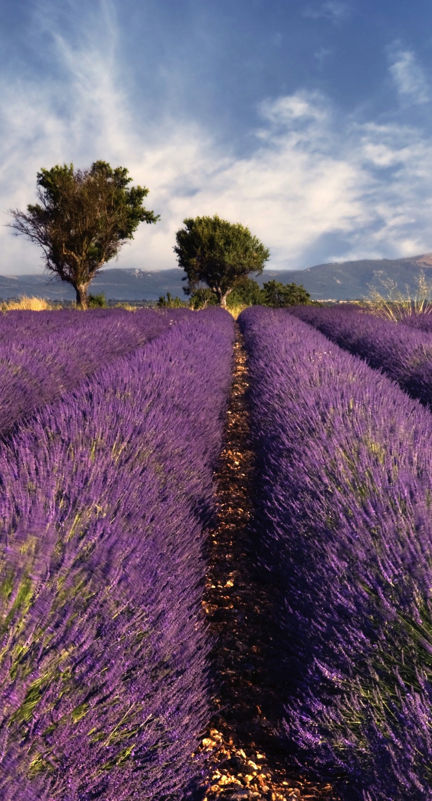Lavender Flower Wallpaper (70+ pictures)