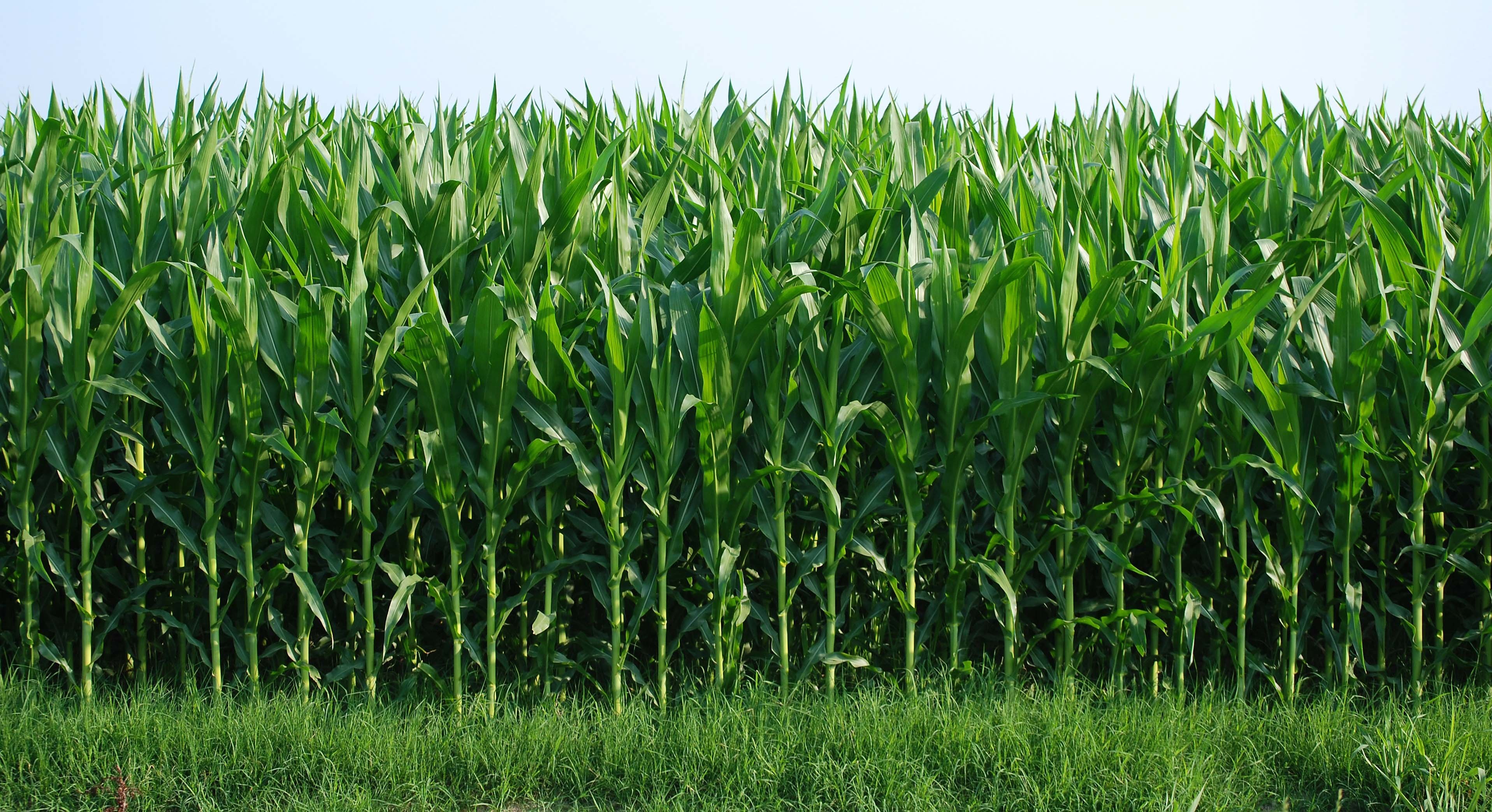 Sugarcane Wallpaper (50+ pictures)