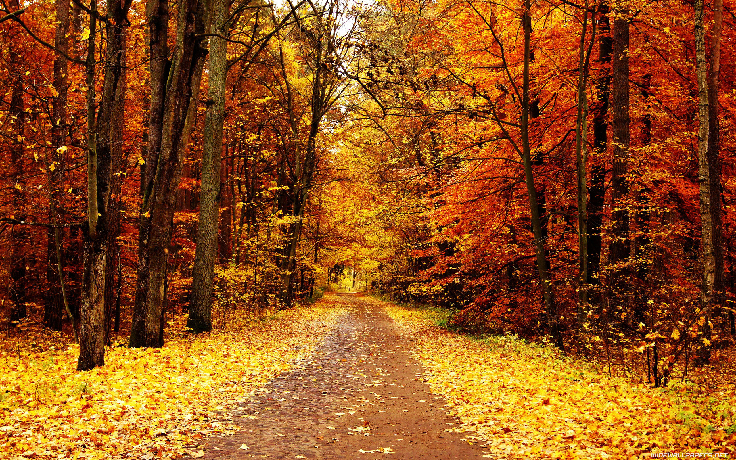 Fall Autumn Wallpaper (60+ pictures) - WallpaperSet