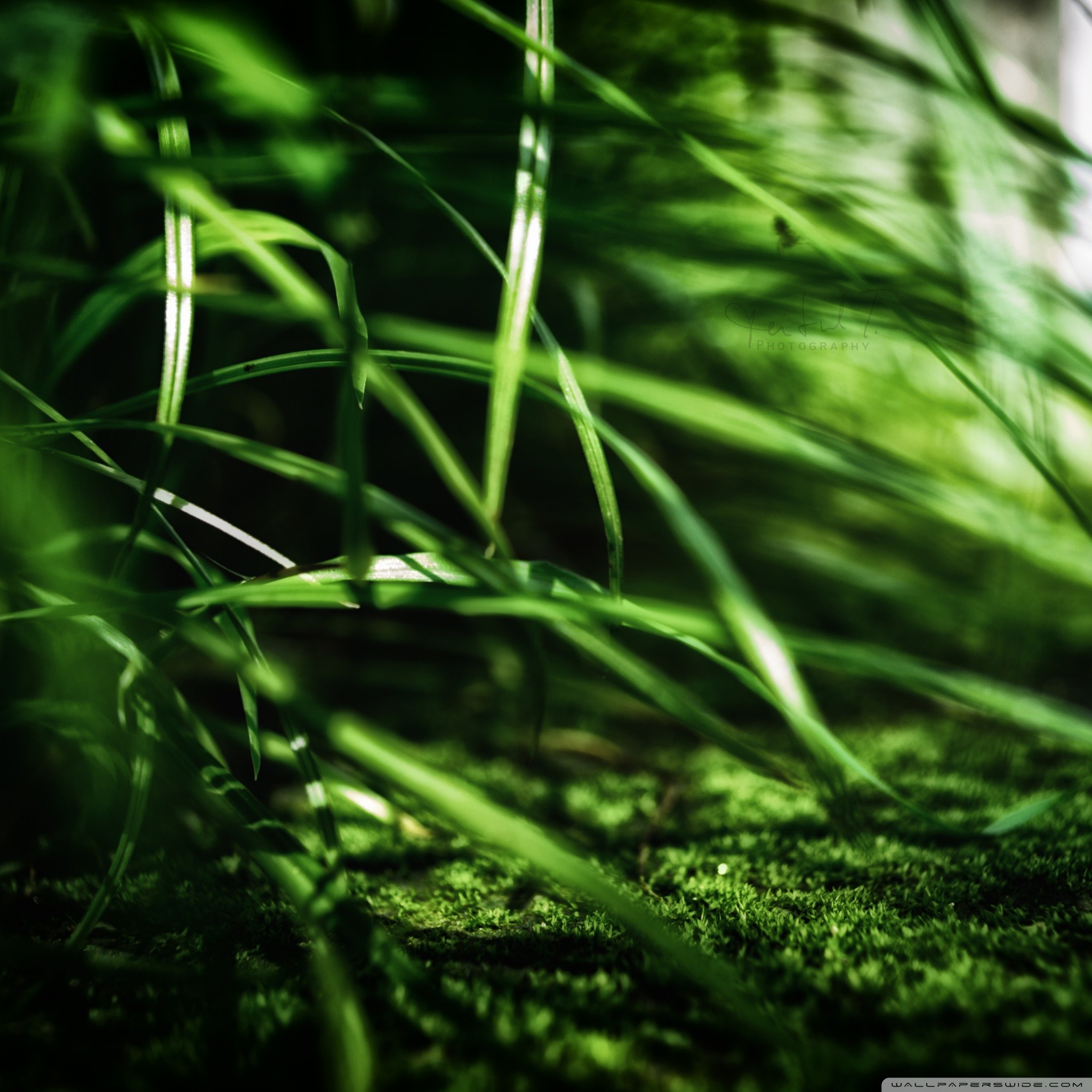 Apple Grass Wallpaper (72+ pictures)