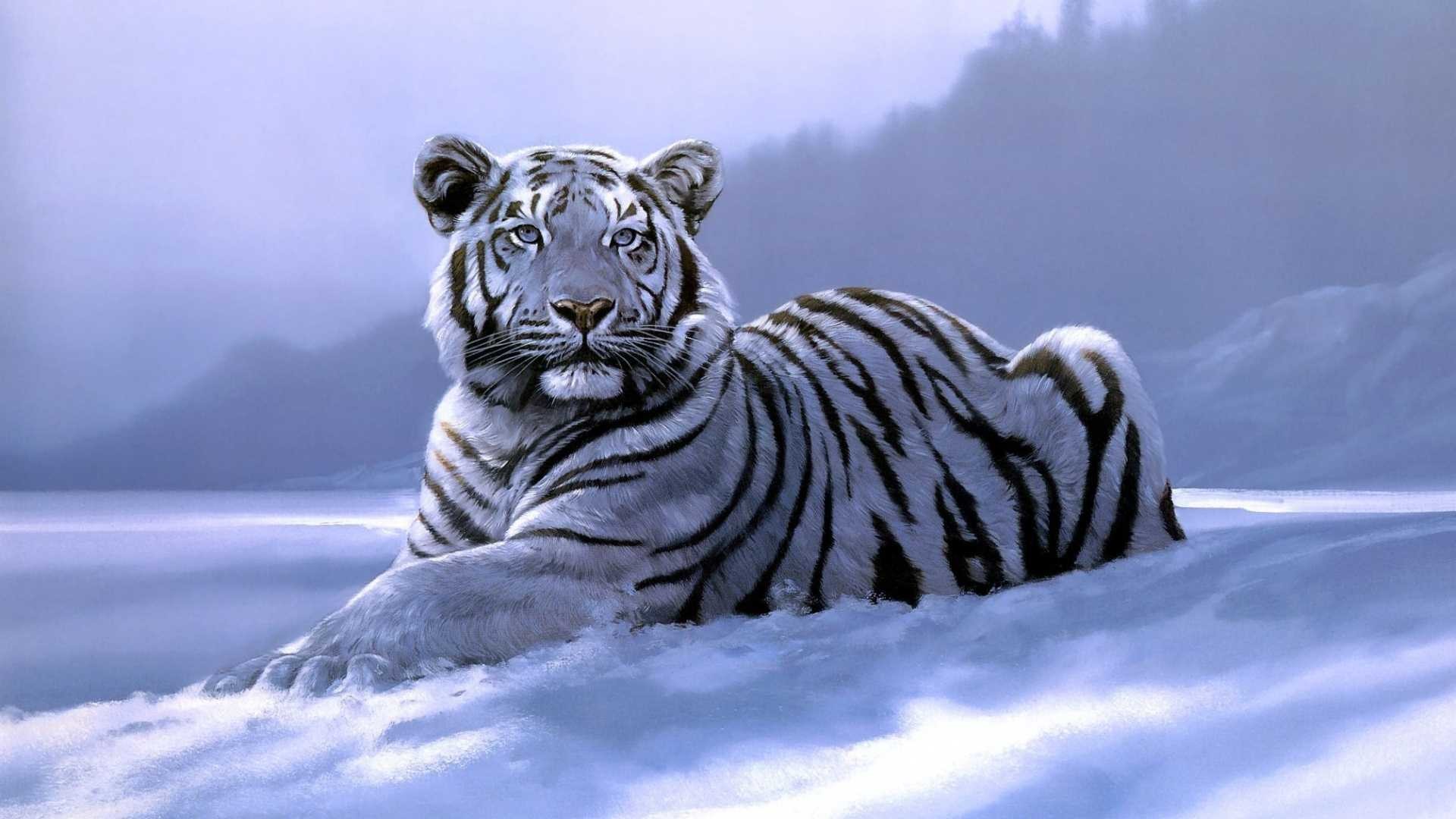 White Tiger Wallpaper HD (59+ pictures)