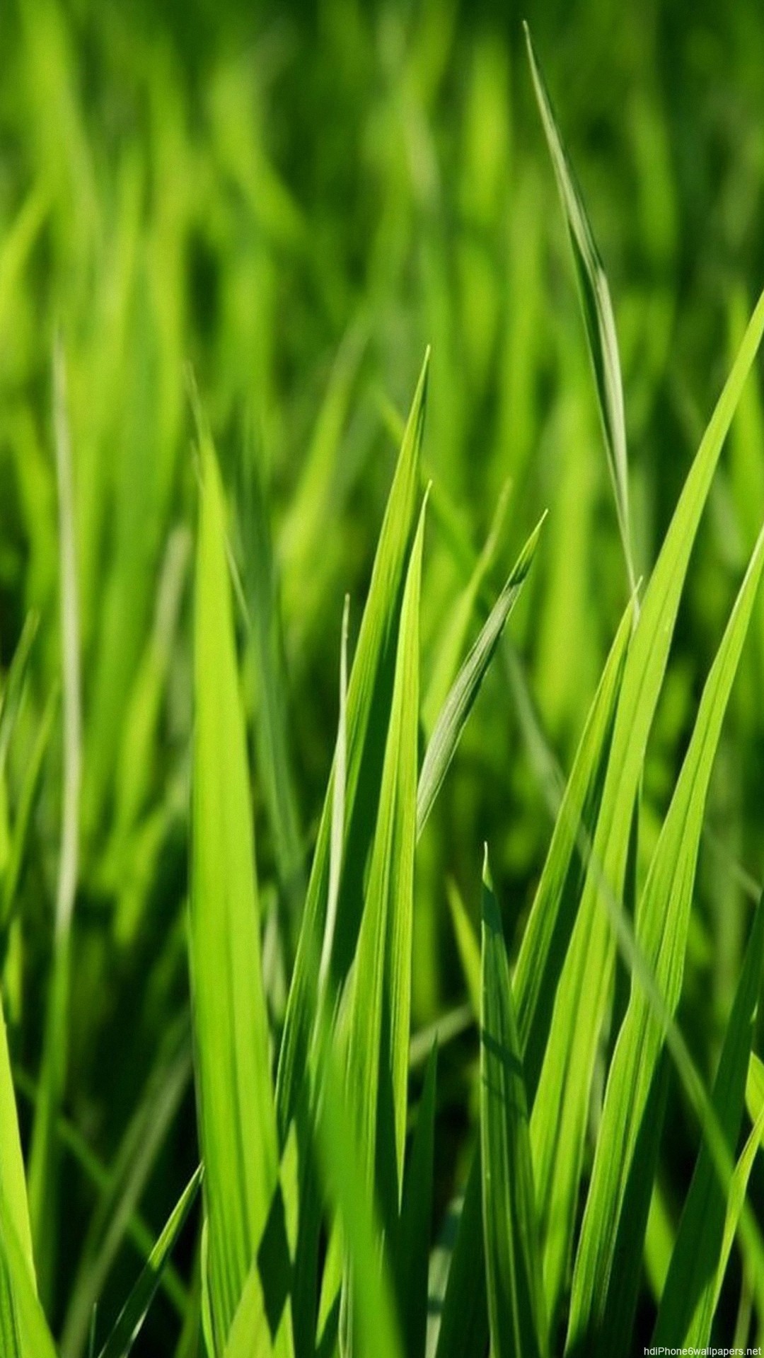 Apple Grass Wallpaper (72+ pictures)