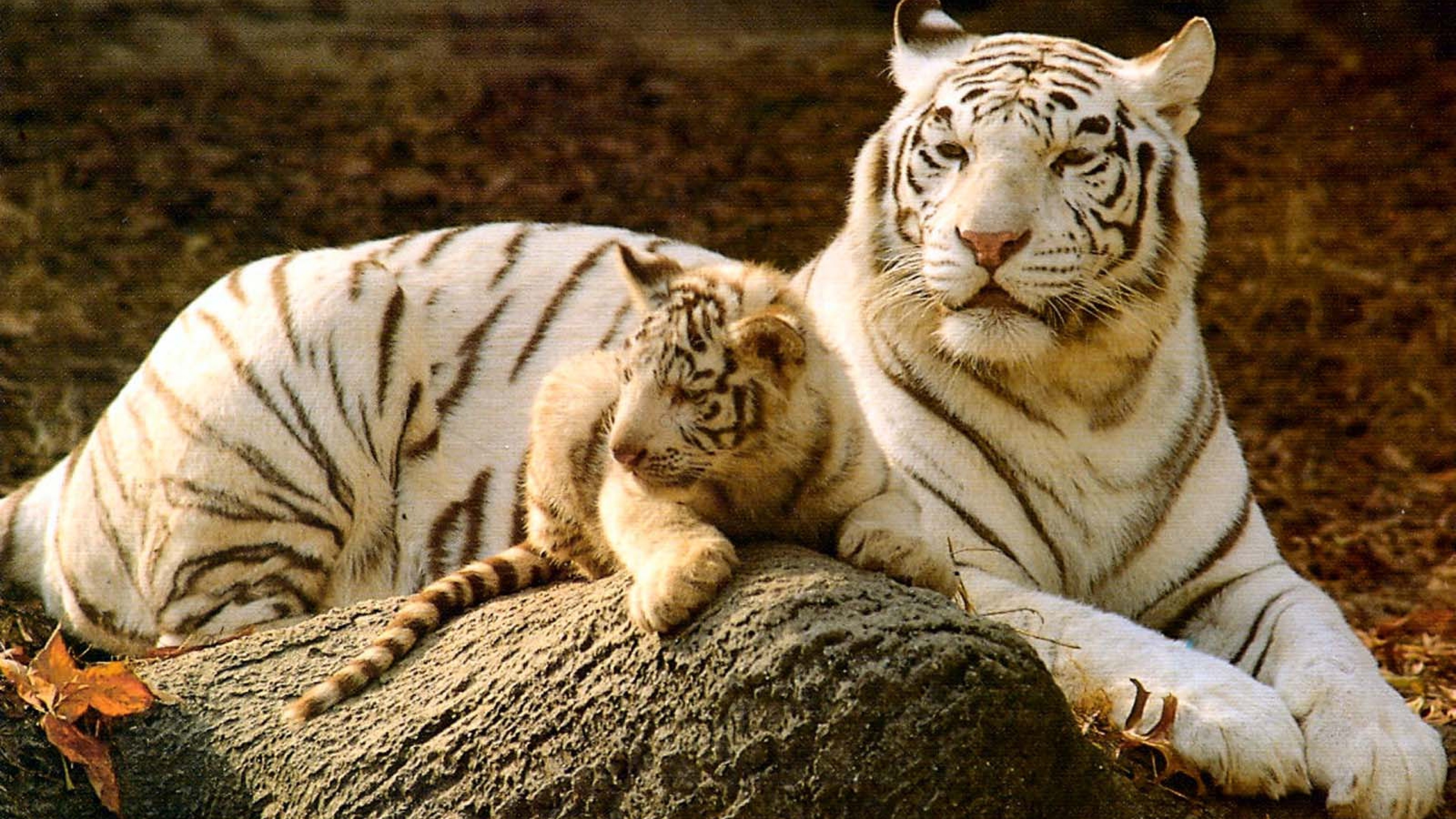 Baby White Tiger Wallpaper (57+ pictures)