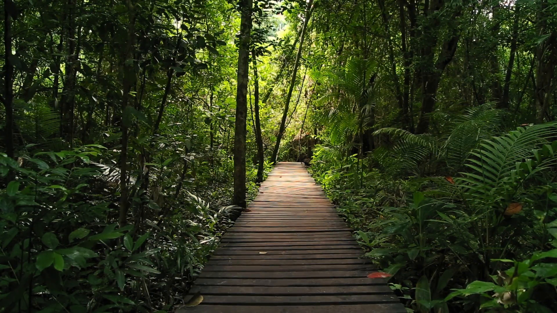 Rain Forest Background (38+ pictures)