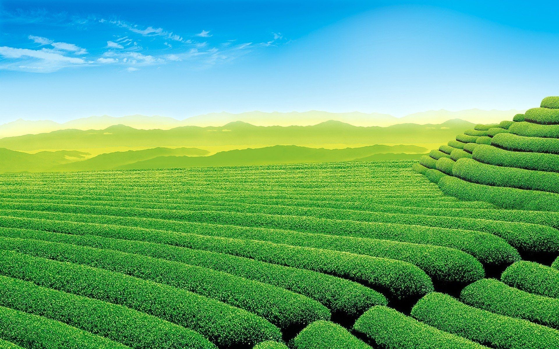 Green Tea Wallpaper (63+ pictures)
