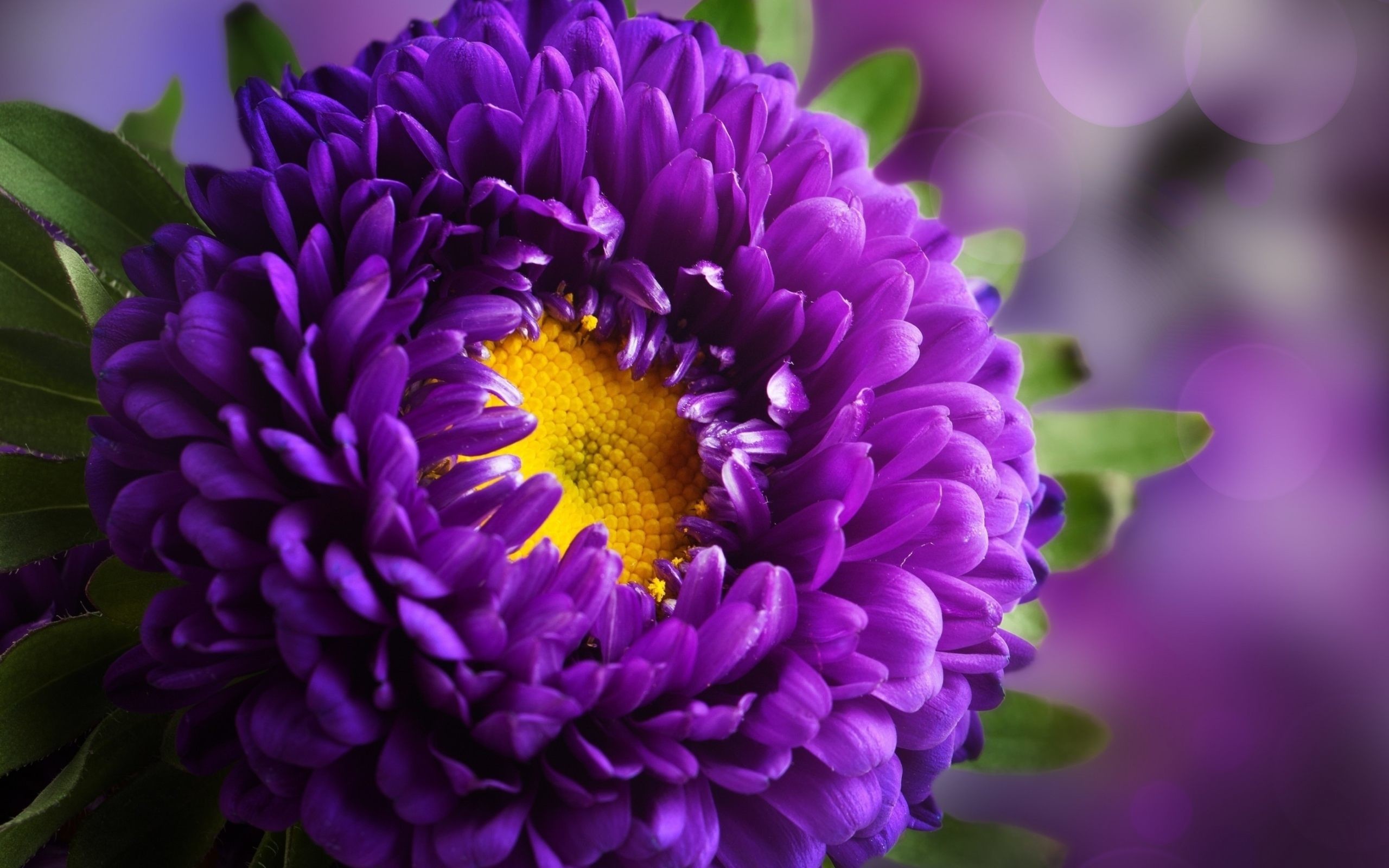 Pink and Purple Flower Backgrounds (59+ pictures)