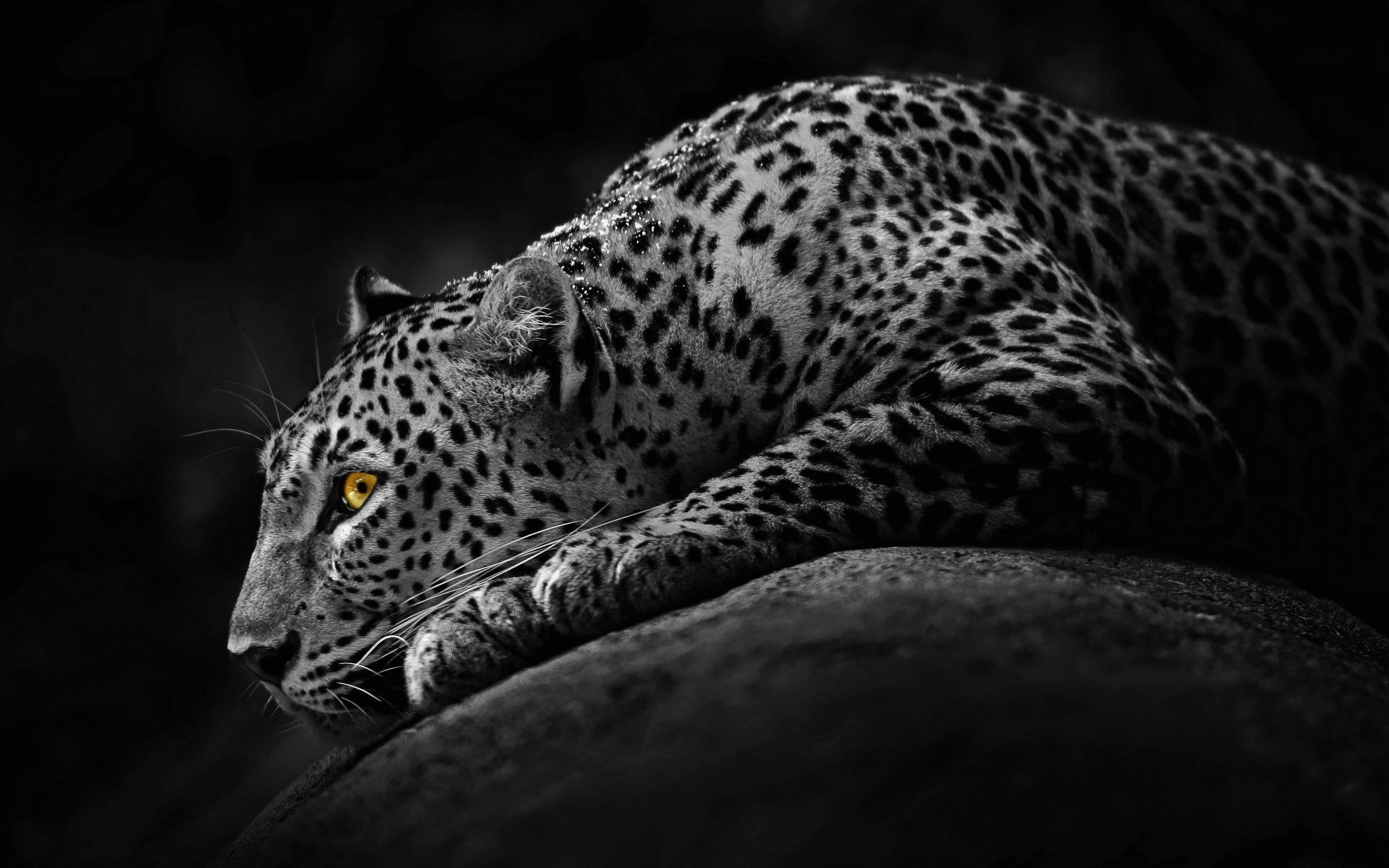 Wild Cats Wallpaper (57+ pictures)
