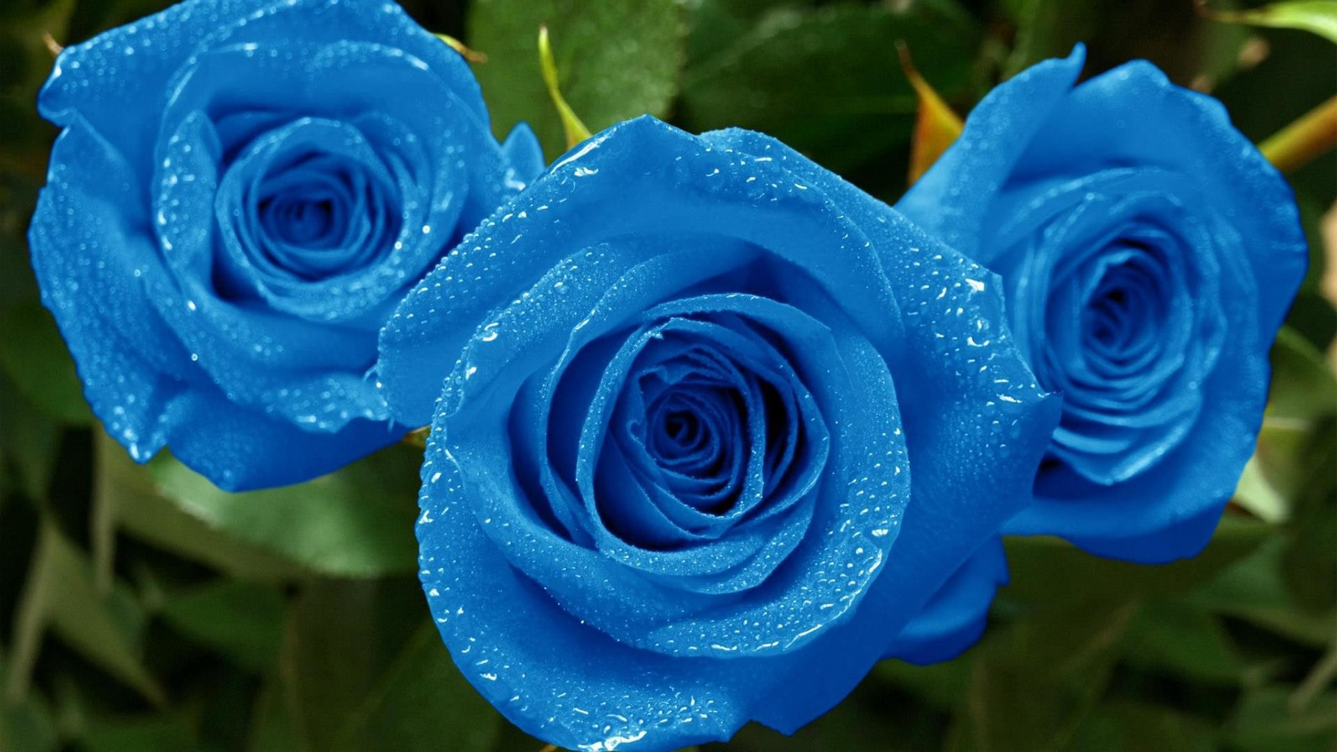 Blue Rose Background (41+ pictures)