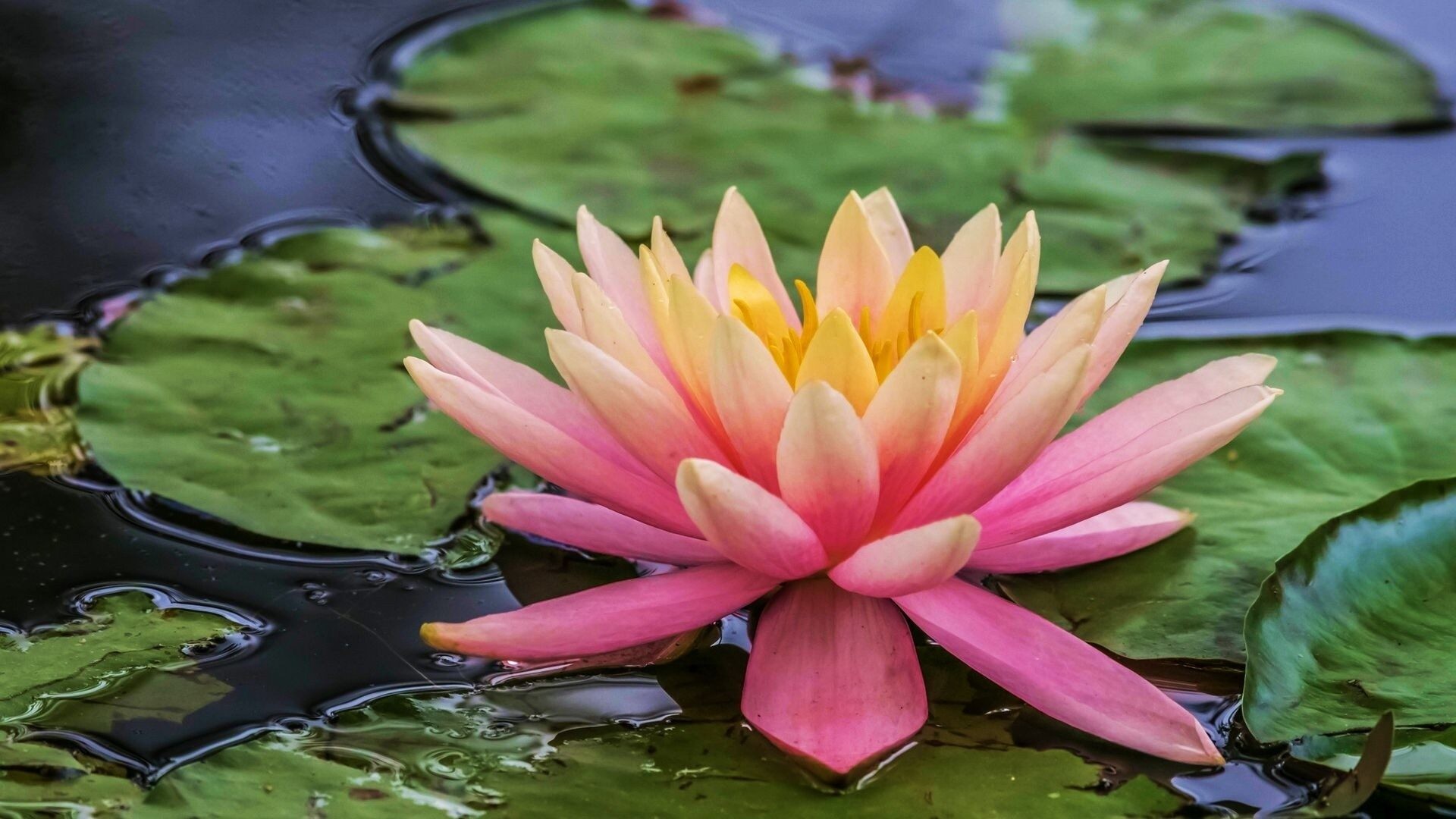 Water Lily Wallpaper (69+ pictures)