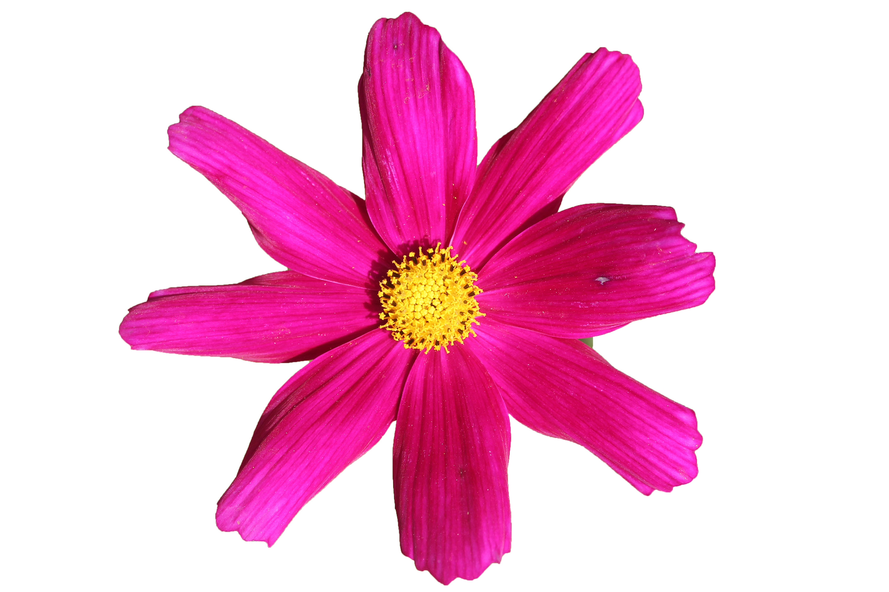 Pink Flower White Background (39+ pictures)