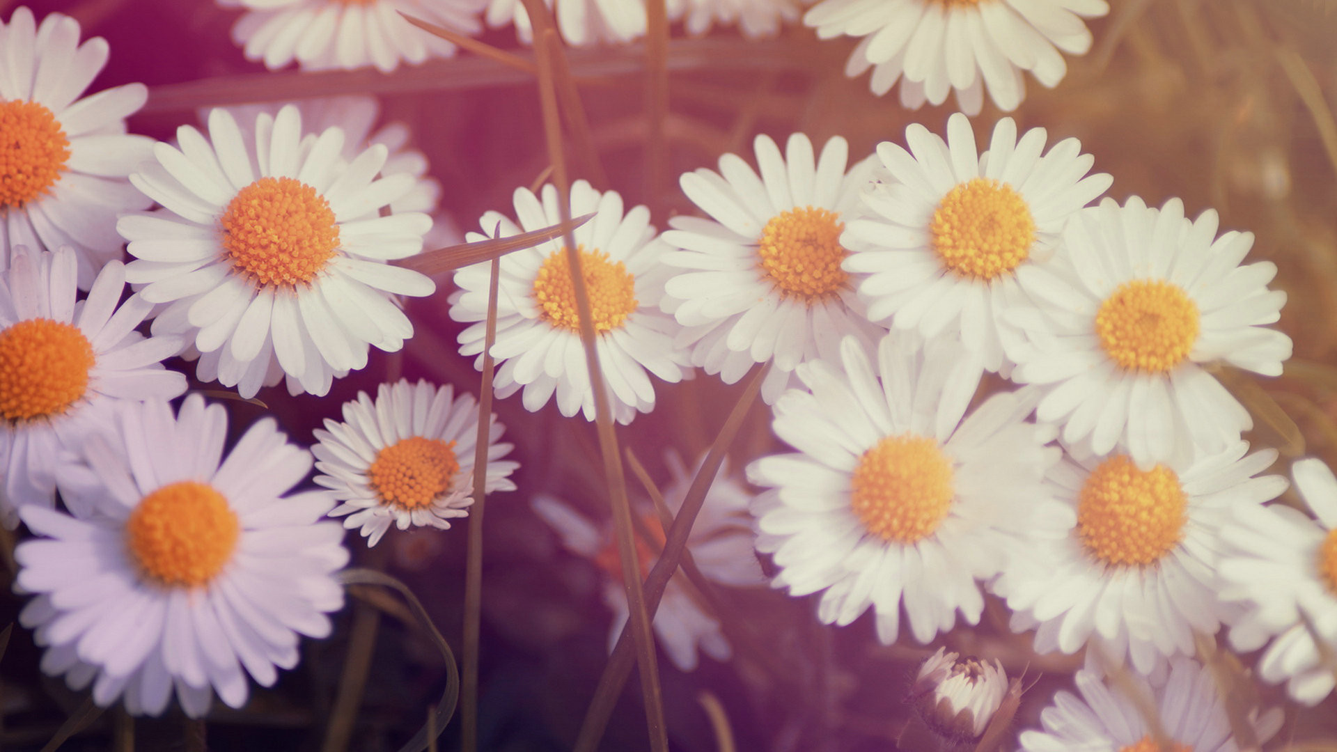 Daisy Wallpaper Background (67+ pictures)