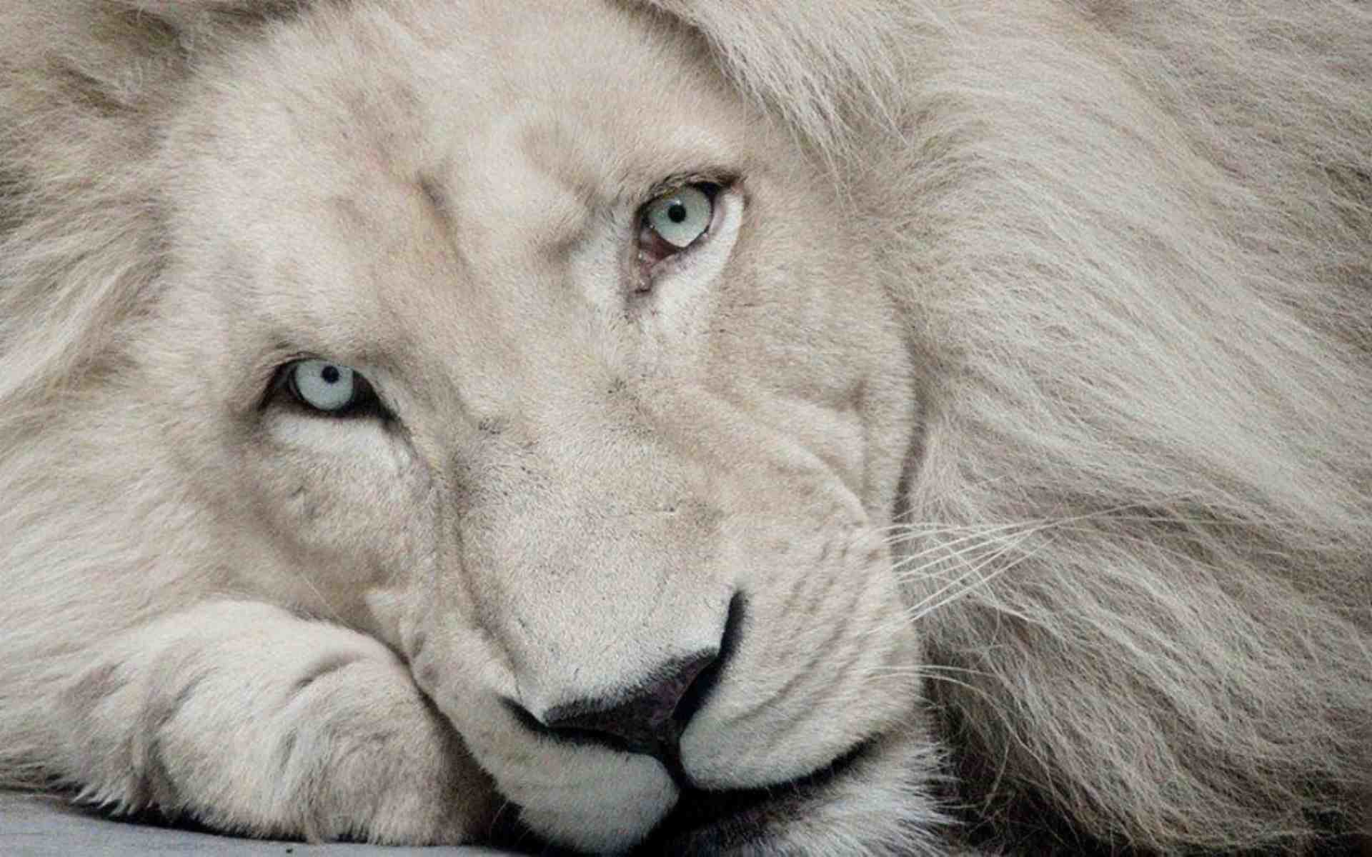 White Lion Background (58+ pictures)