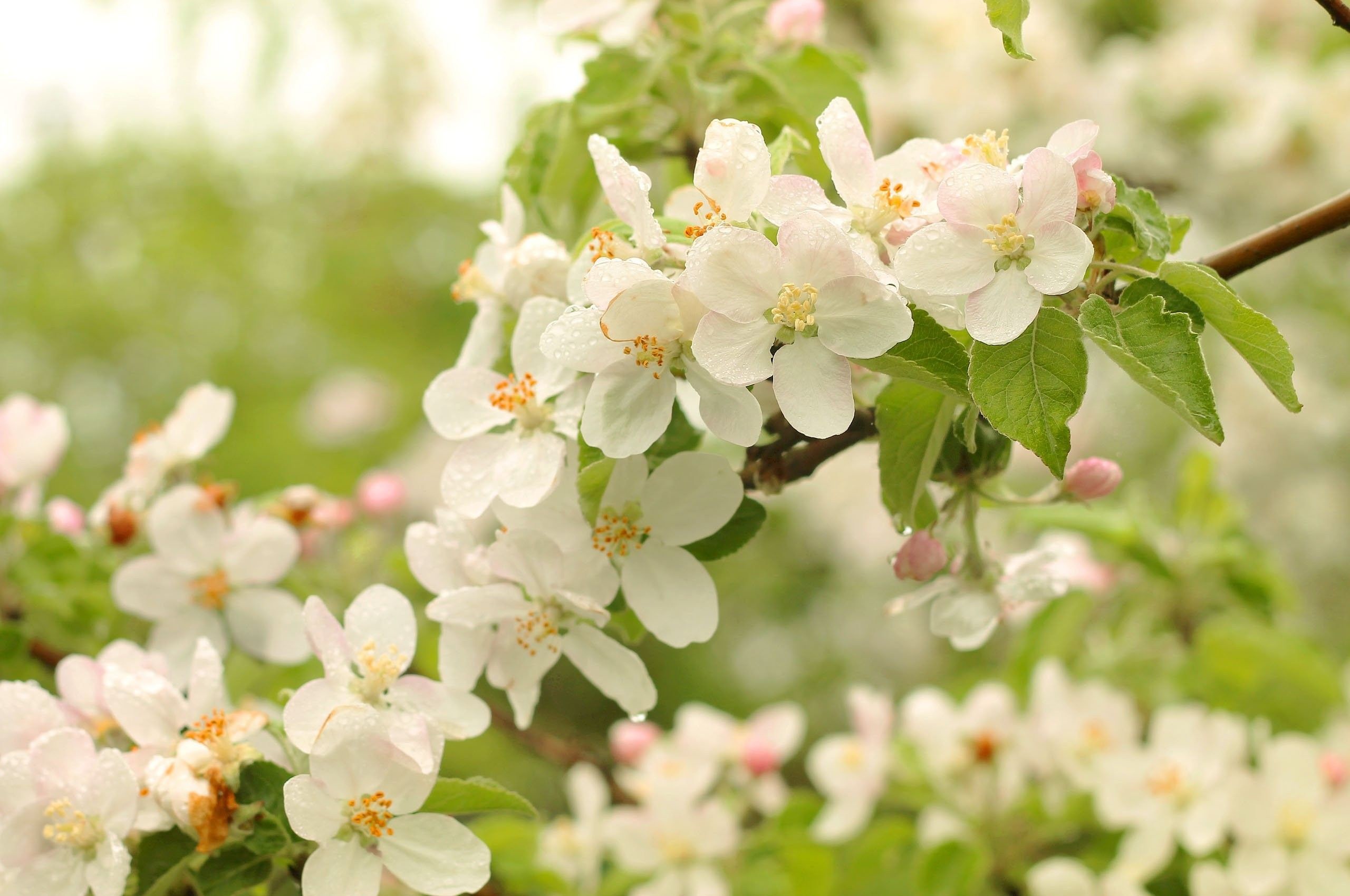 Apple Blossom Wallpaper (62+ pictures)