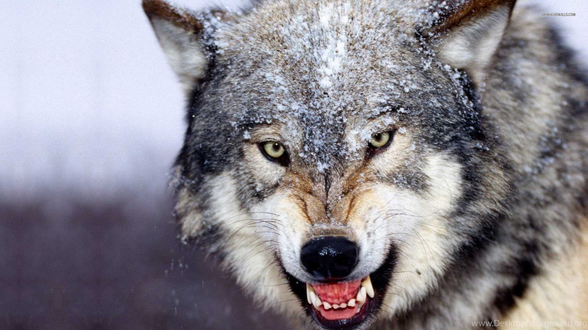 Beautiful Wolf Wallpaper (76+ pictures)