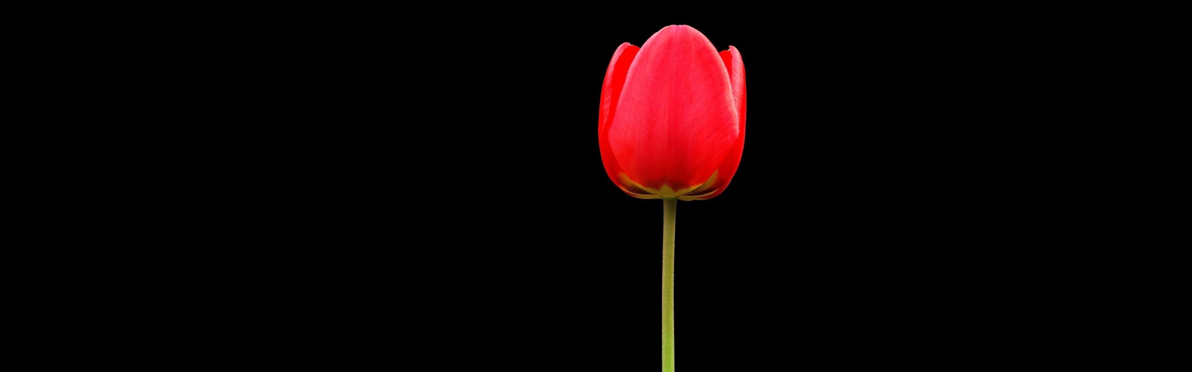 Red Flower Black Background (51+ pictures)