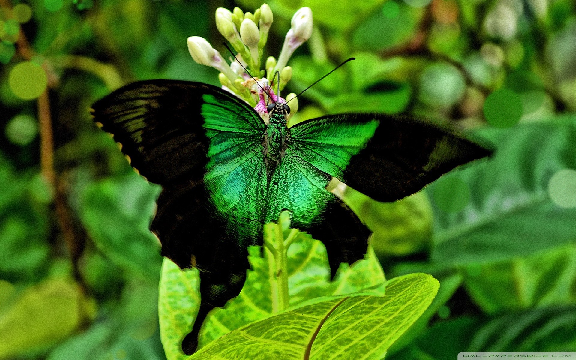 Green Butterfly Wallpaper (65+ pictures)