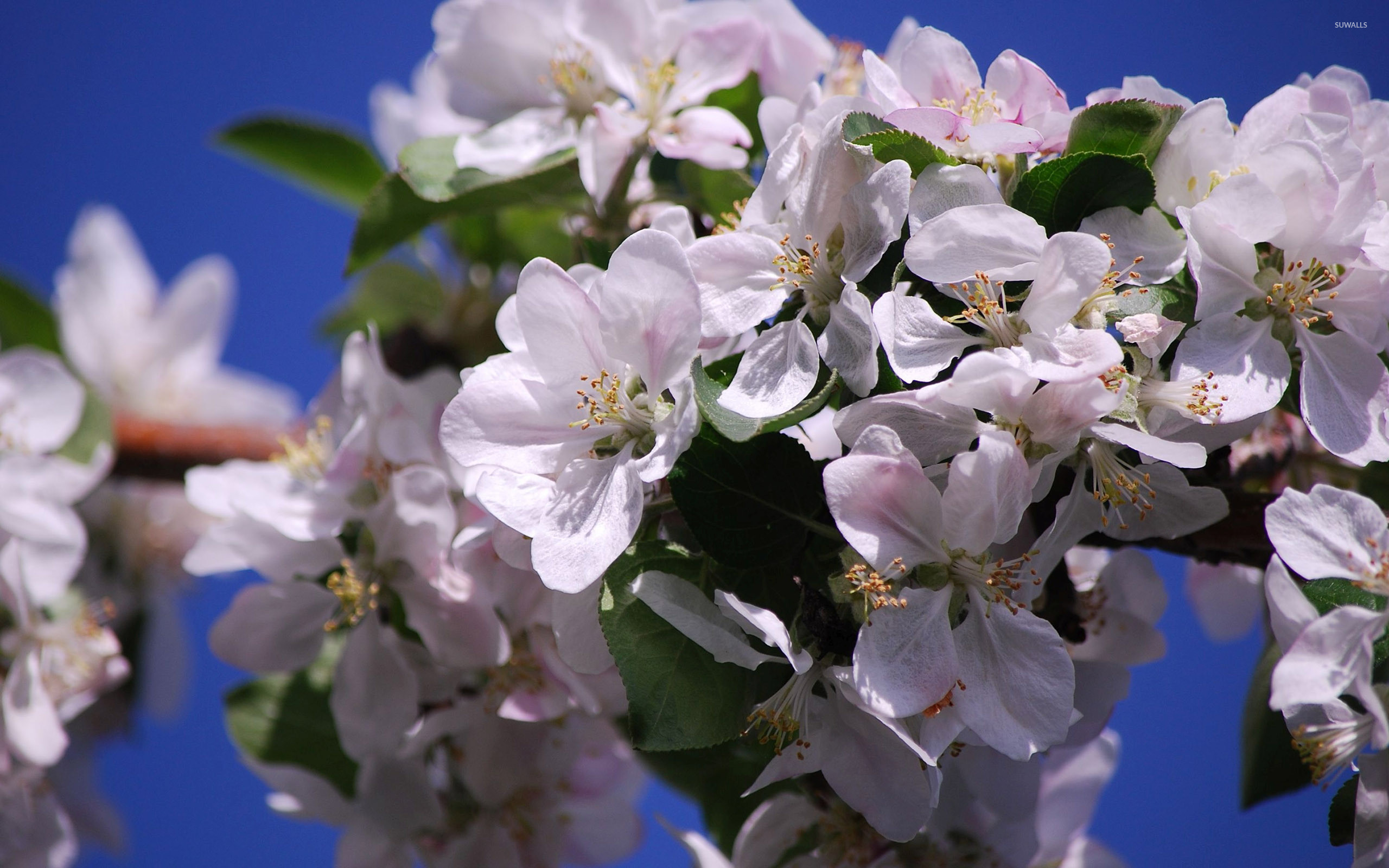 Apple Blossom Wallpaper (62+ pictures)
