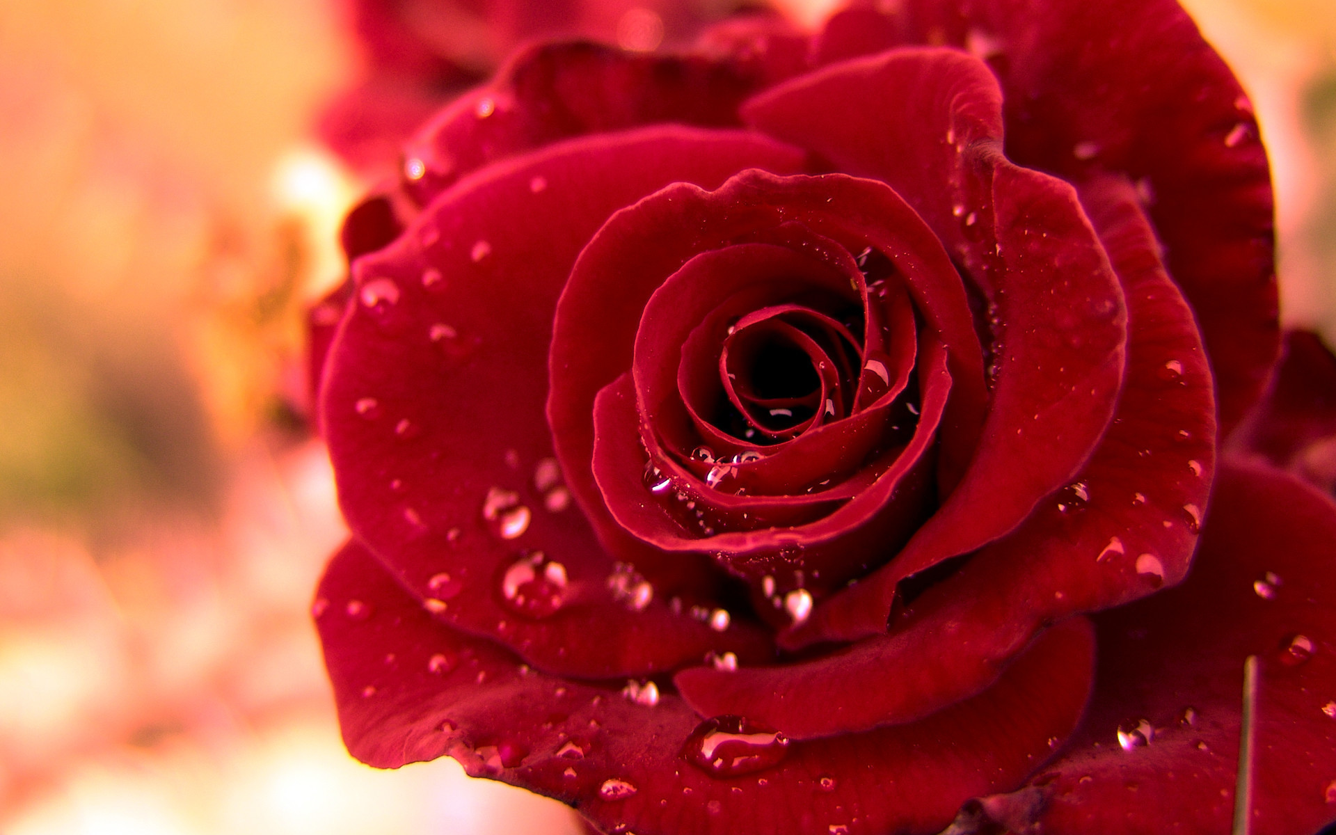 Red Flowers Wallpapers (69+ pictures)