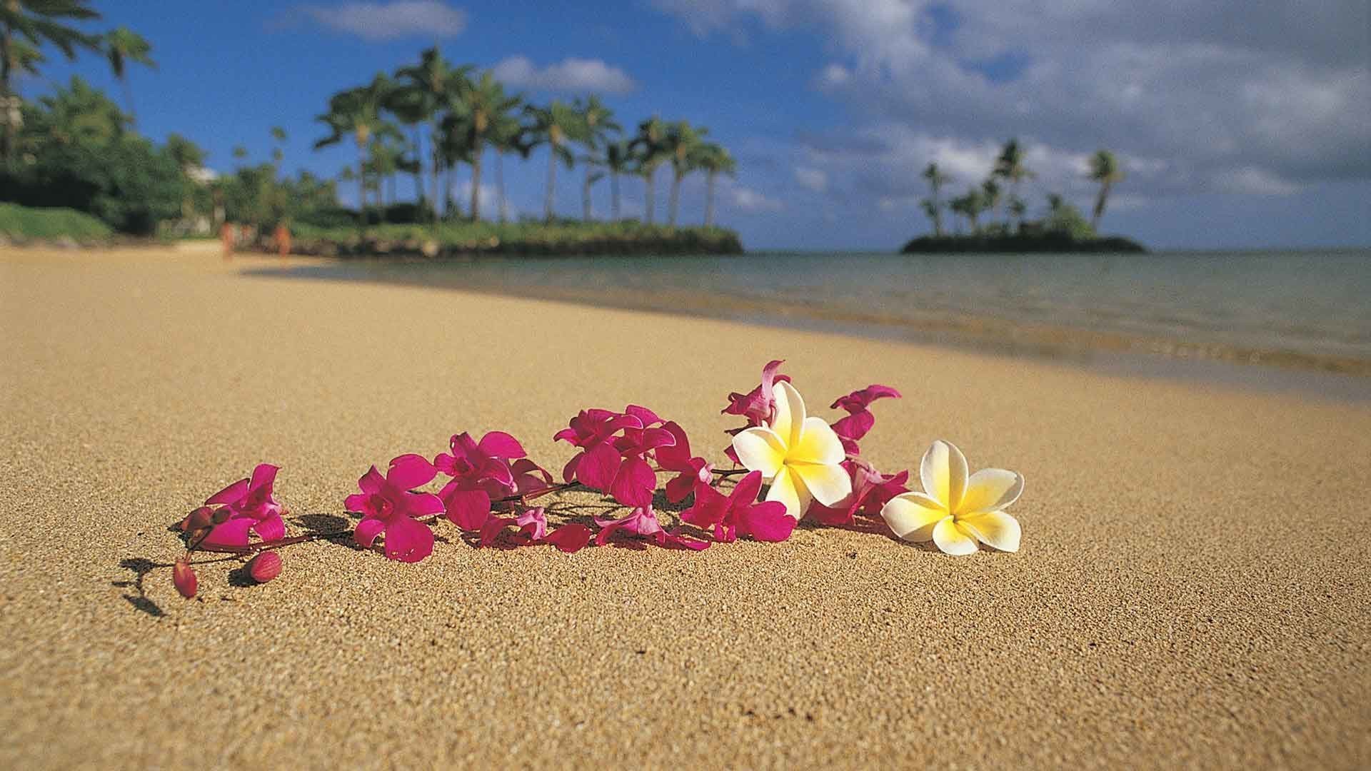 Hawaiian Flower Wallpaper (53+ pictures)
