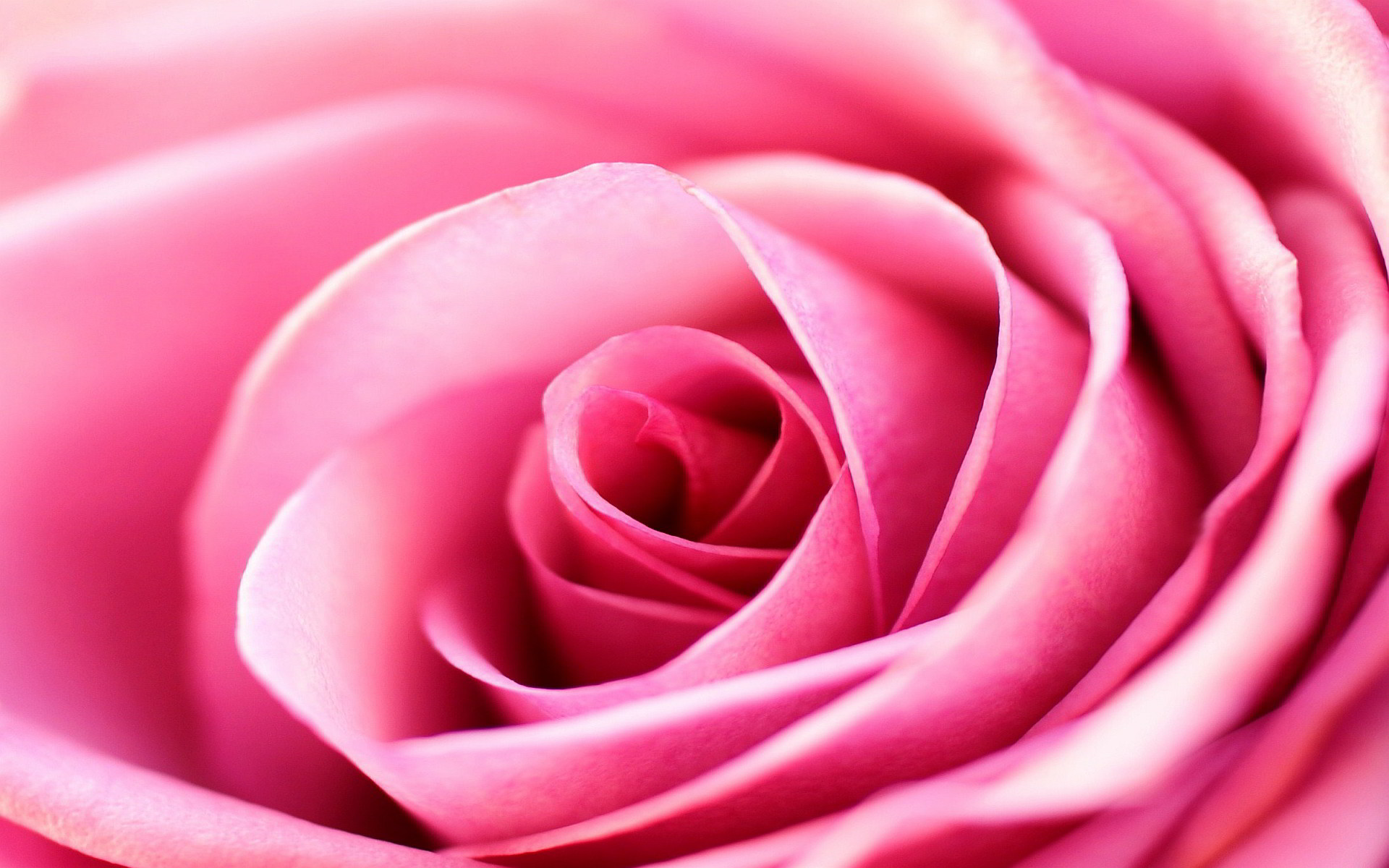 Pink Rose Background (42+ pictures)