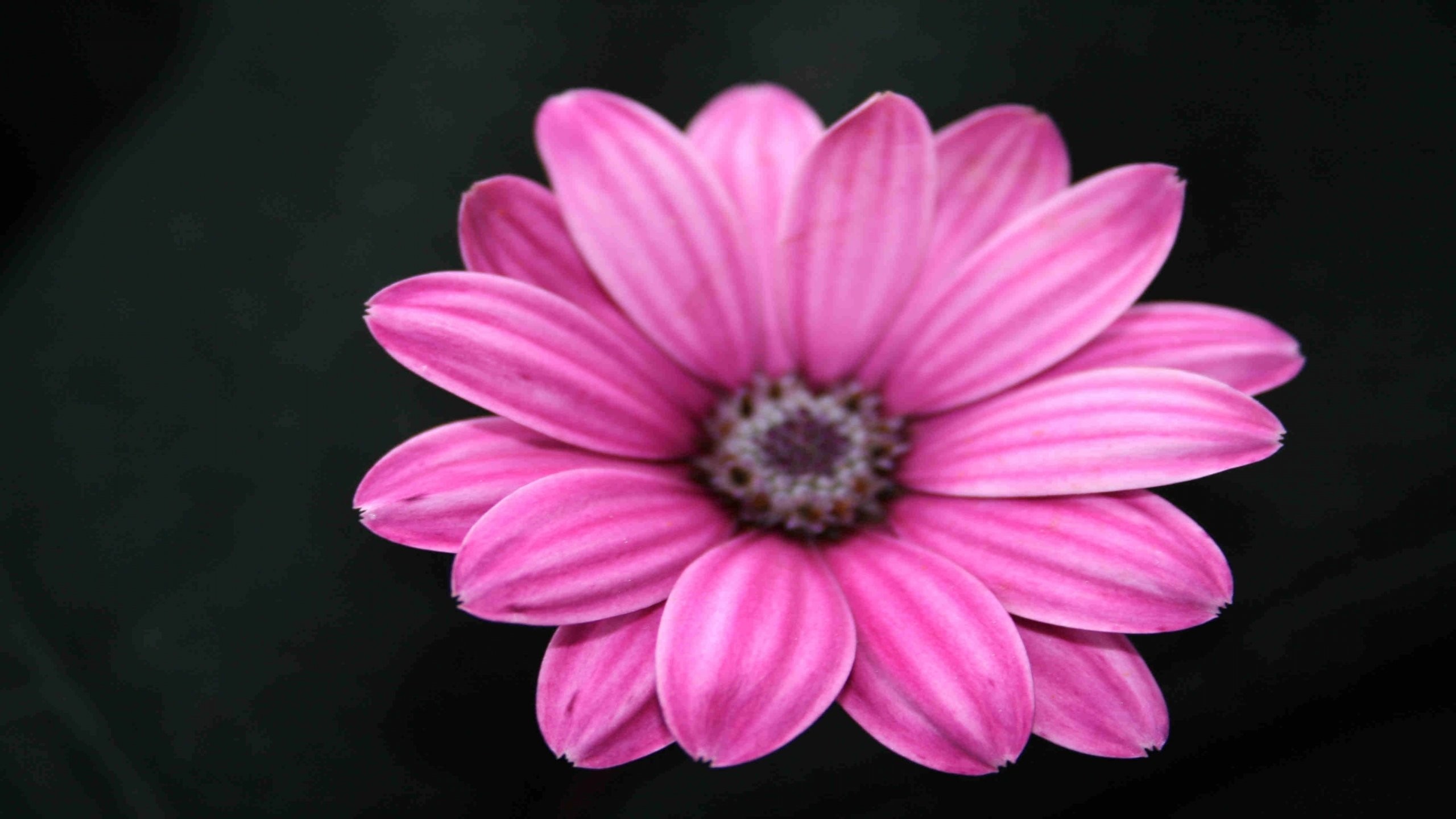 Pink Flower White Background (39+ pictures)