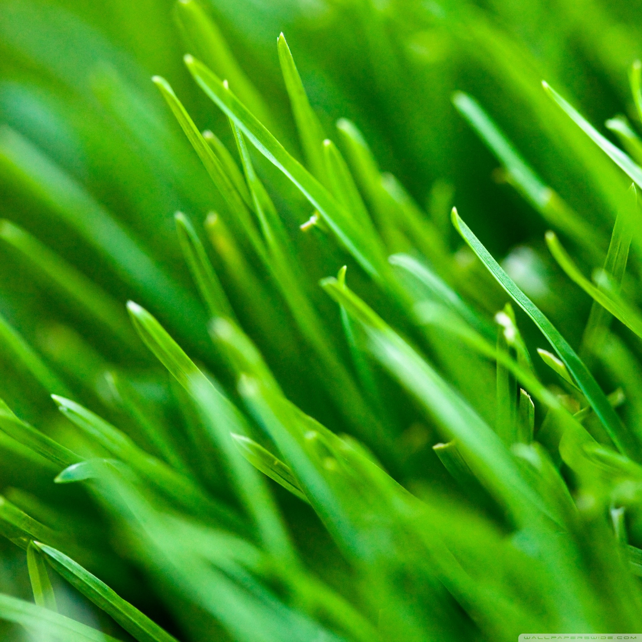 Apple Grass Wallpaper (72+ pictures)