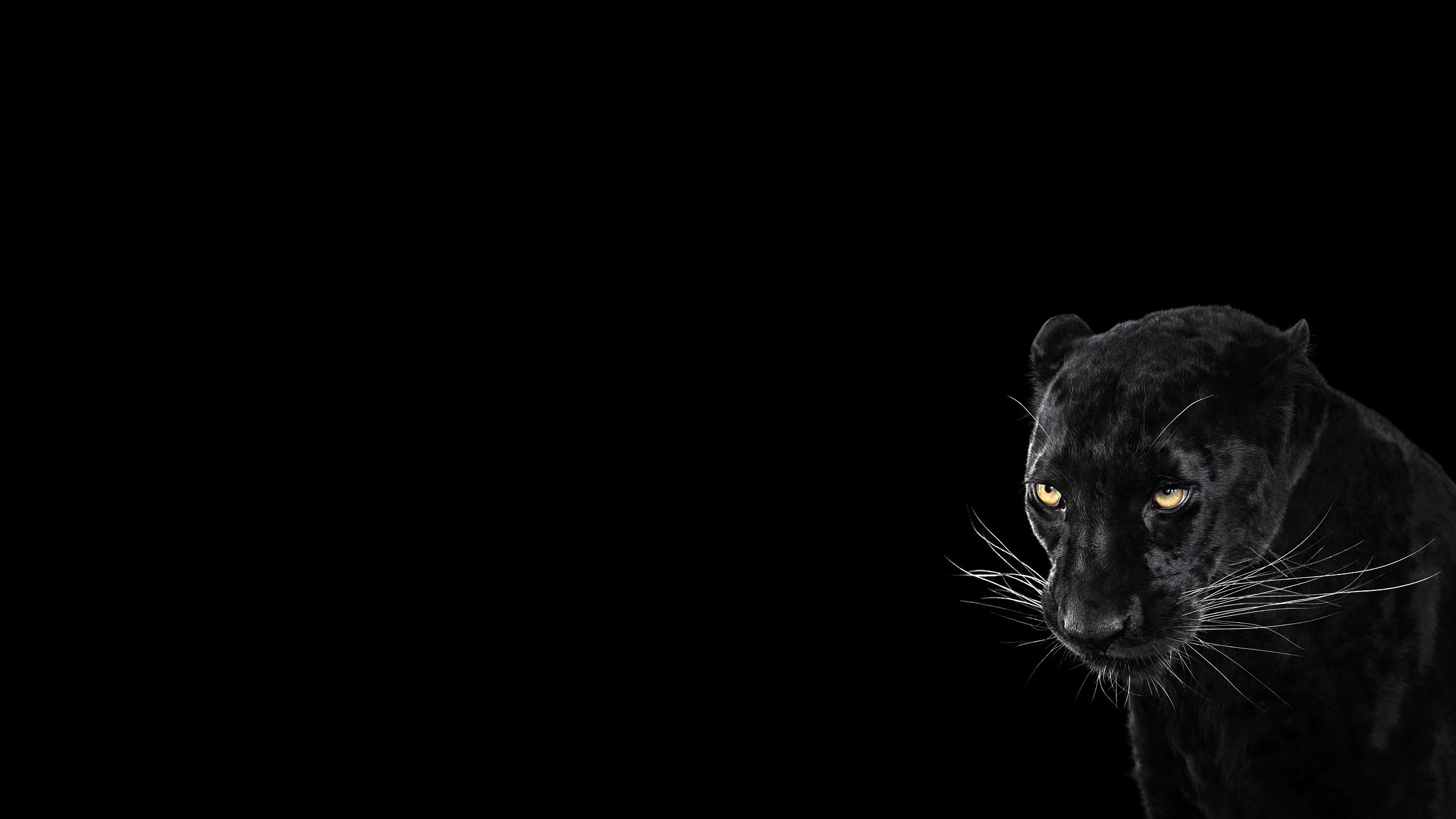 Black Panther Wallpaper (69+ pictures)