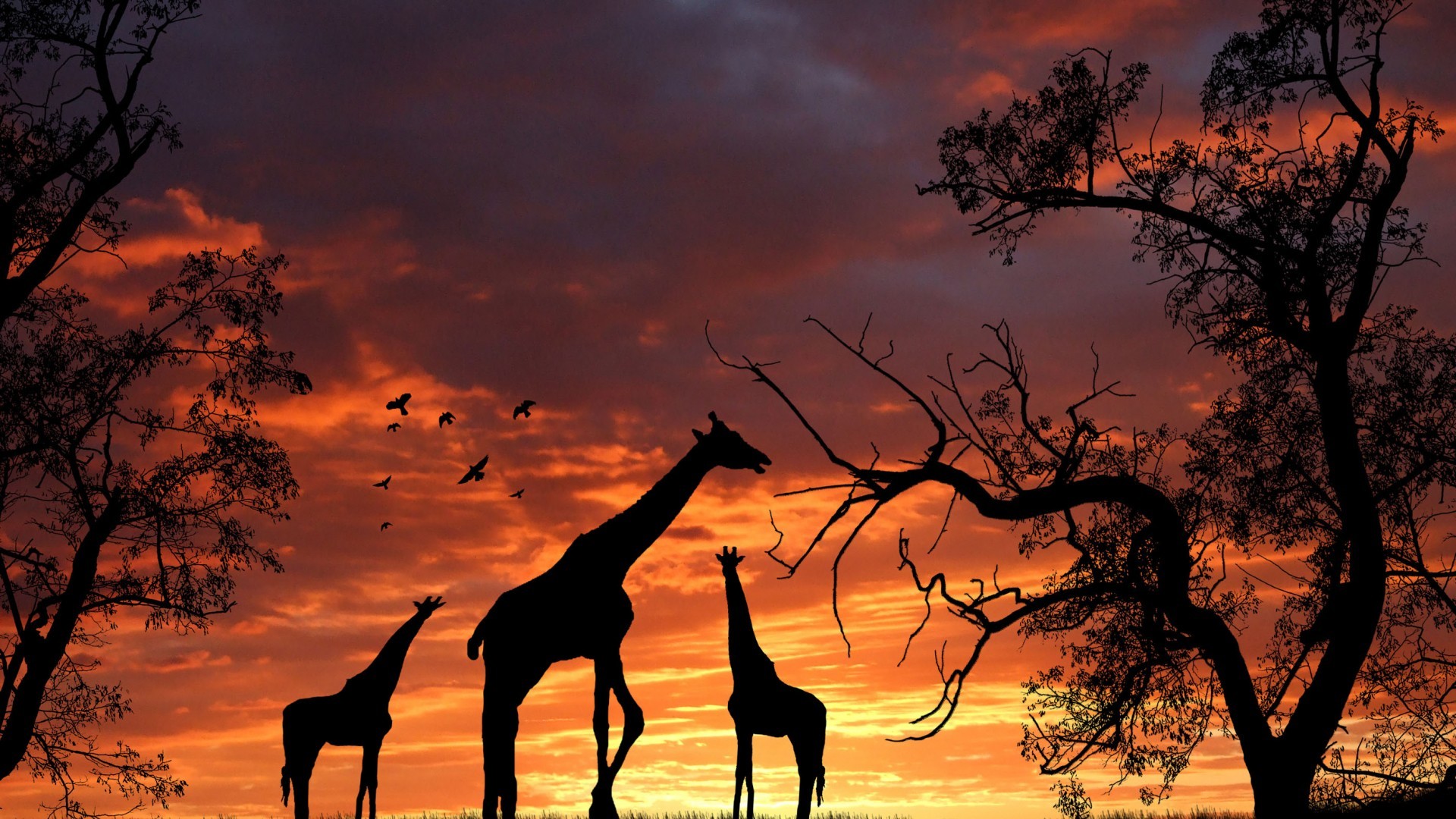 Giraffe Desktop Background (75+ pictures)