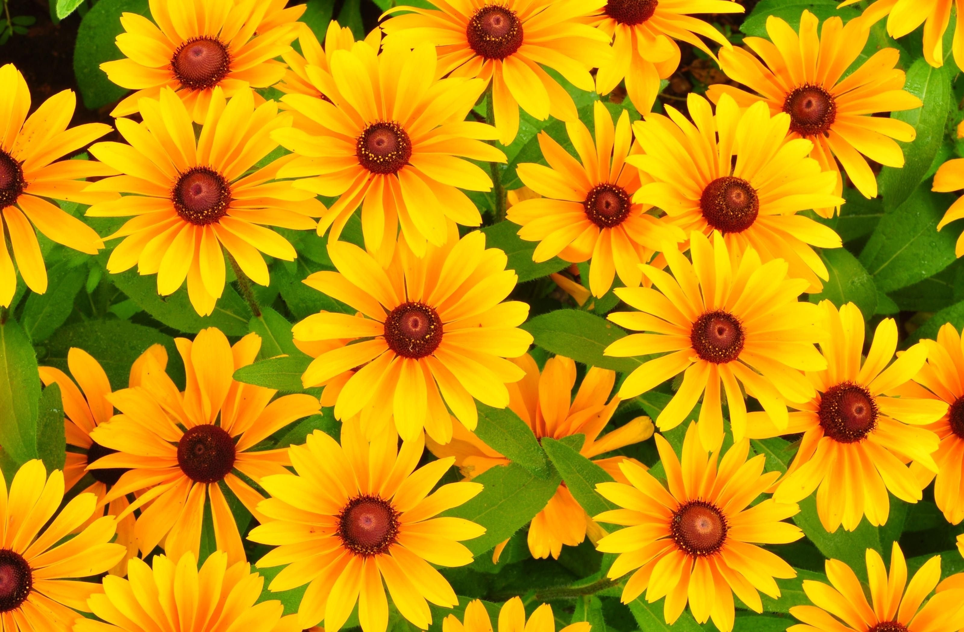 Bright Flower Wallpaper (71+ pictures)