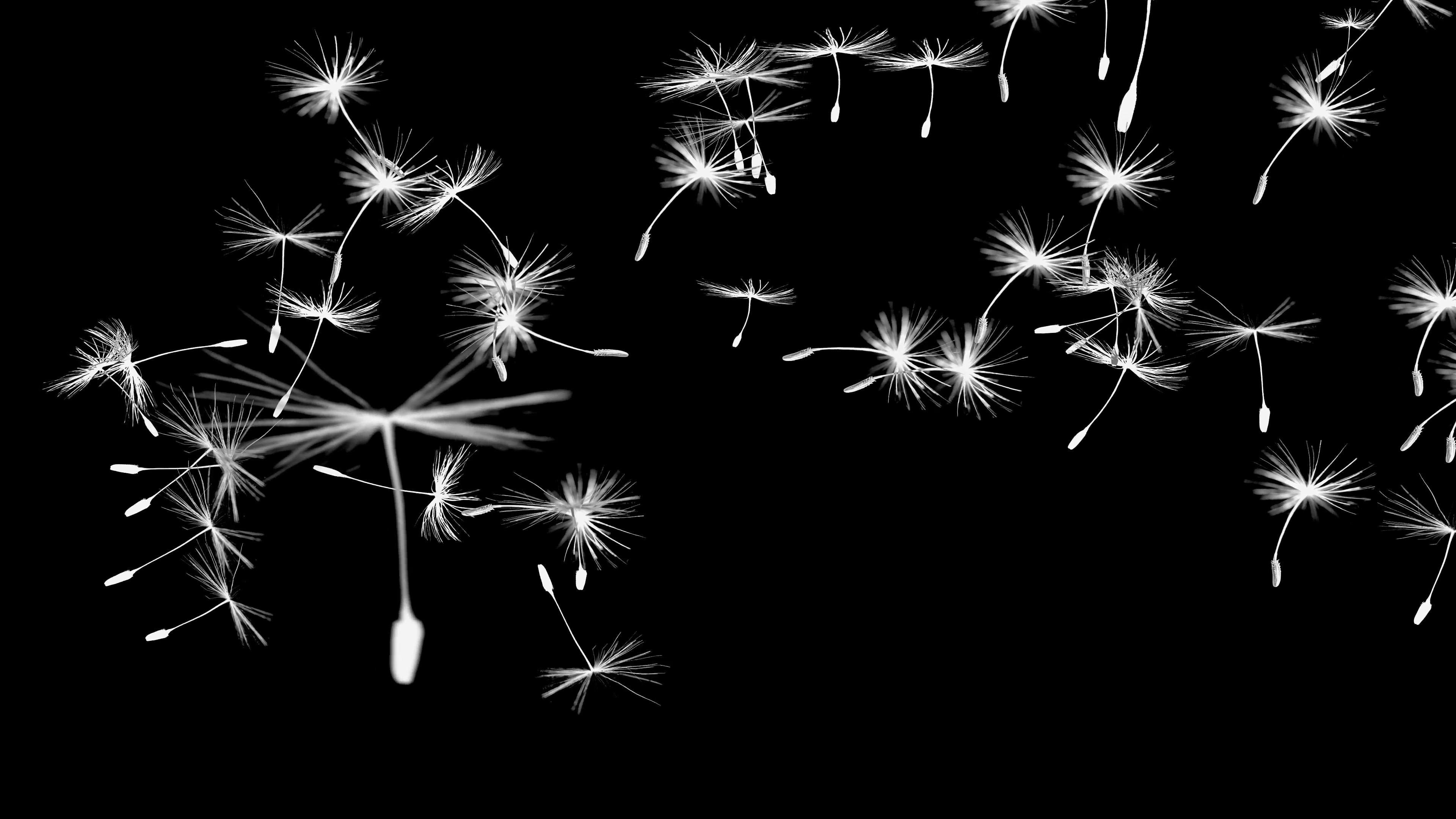 Dandelion Background (47+ pictures)