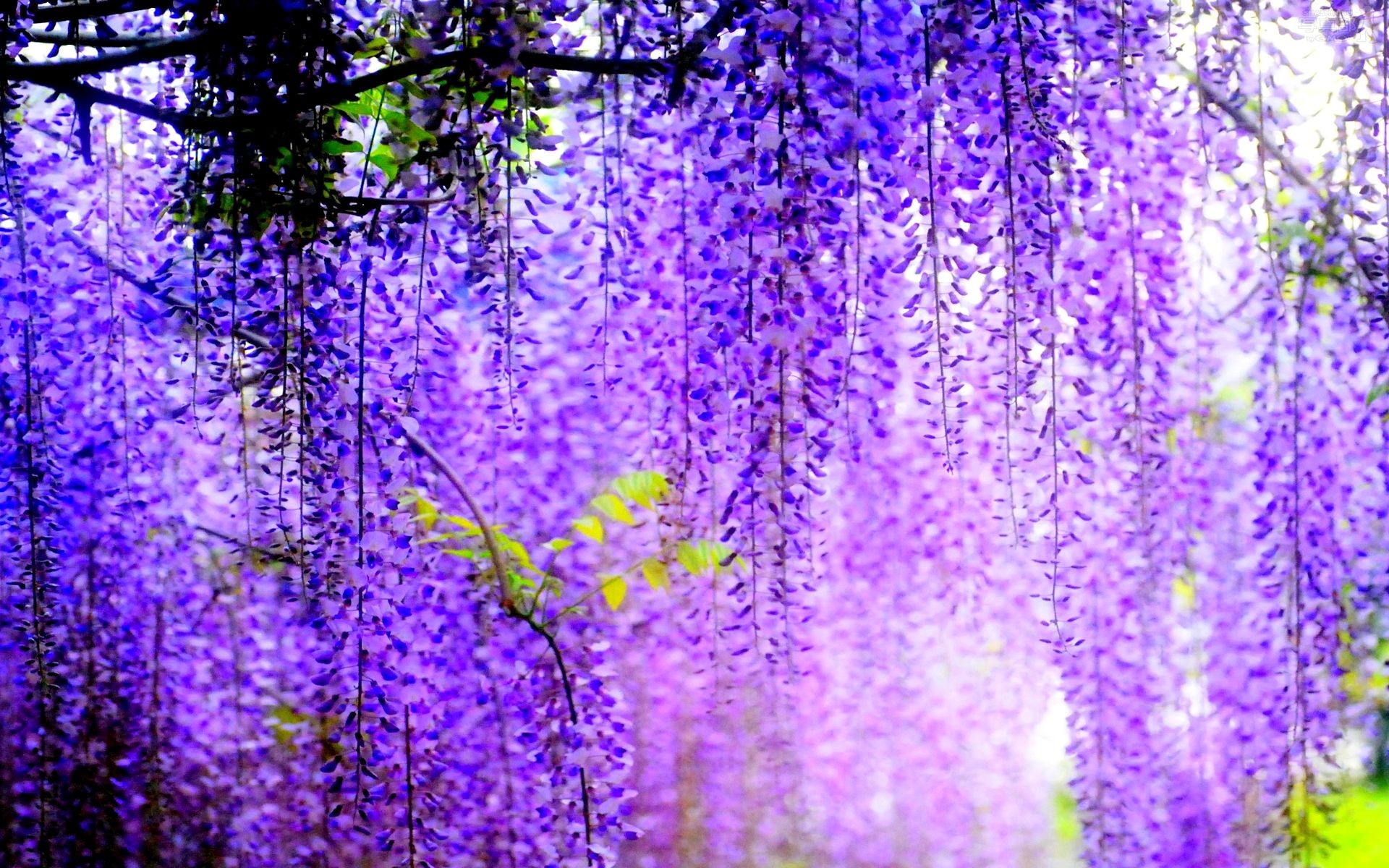 Wisteria Wallpaper (55+ pictures)