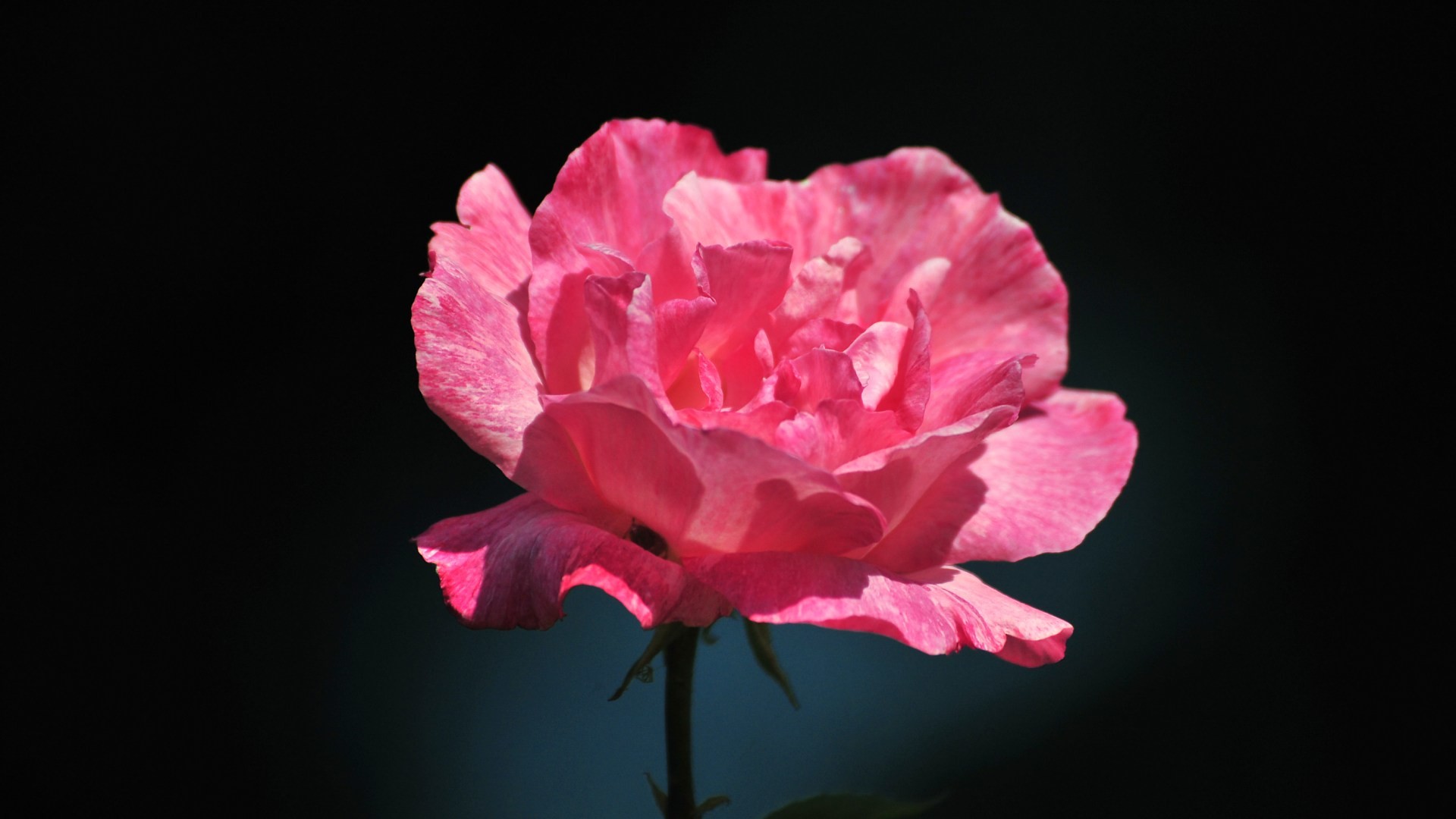 Pink Rose Flower Wallpaper (62+ pictures)
