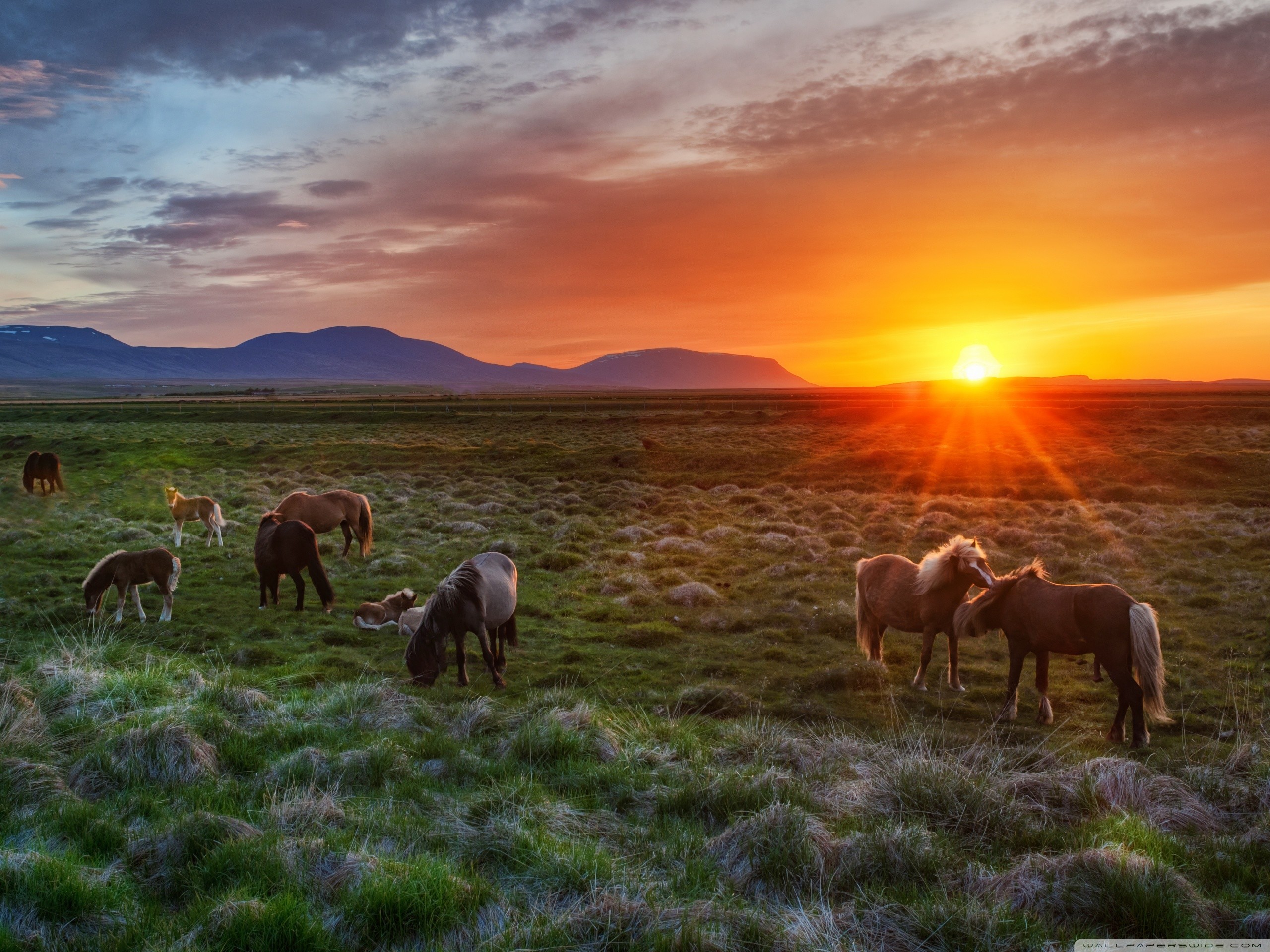 Wild Horses Wallpaper (59+ pictures)