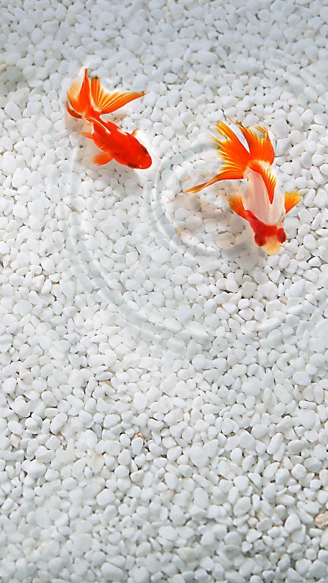 Gold Fish Wallpaper (67+ pictures)