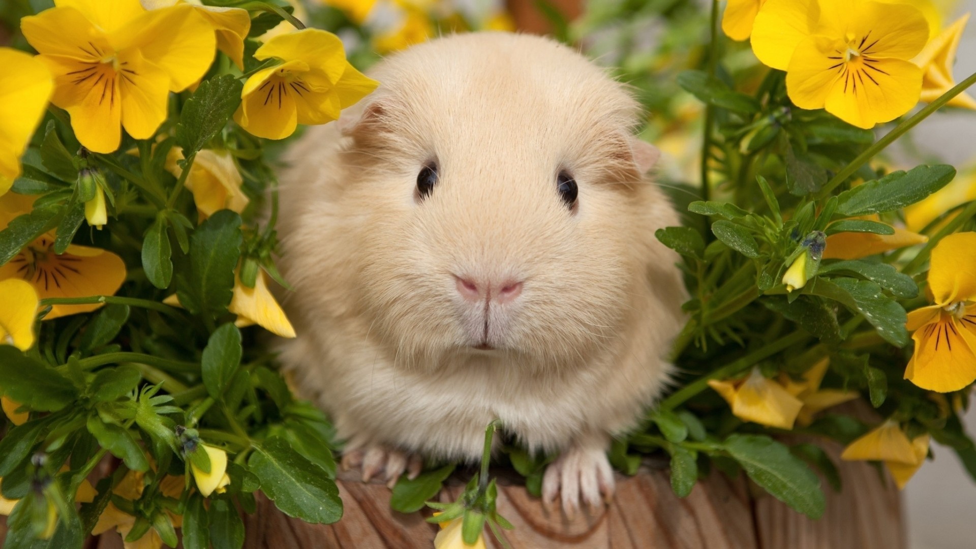 Guinea Pig Wallpaper (71+ pictures)
