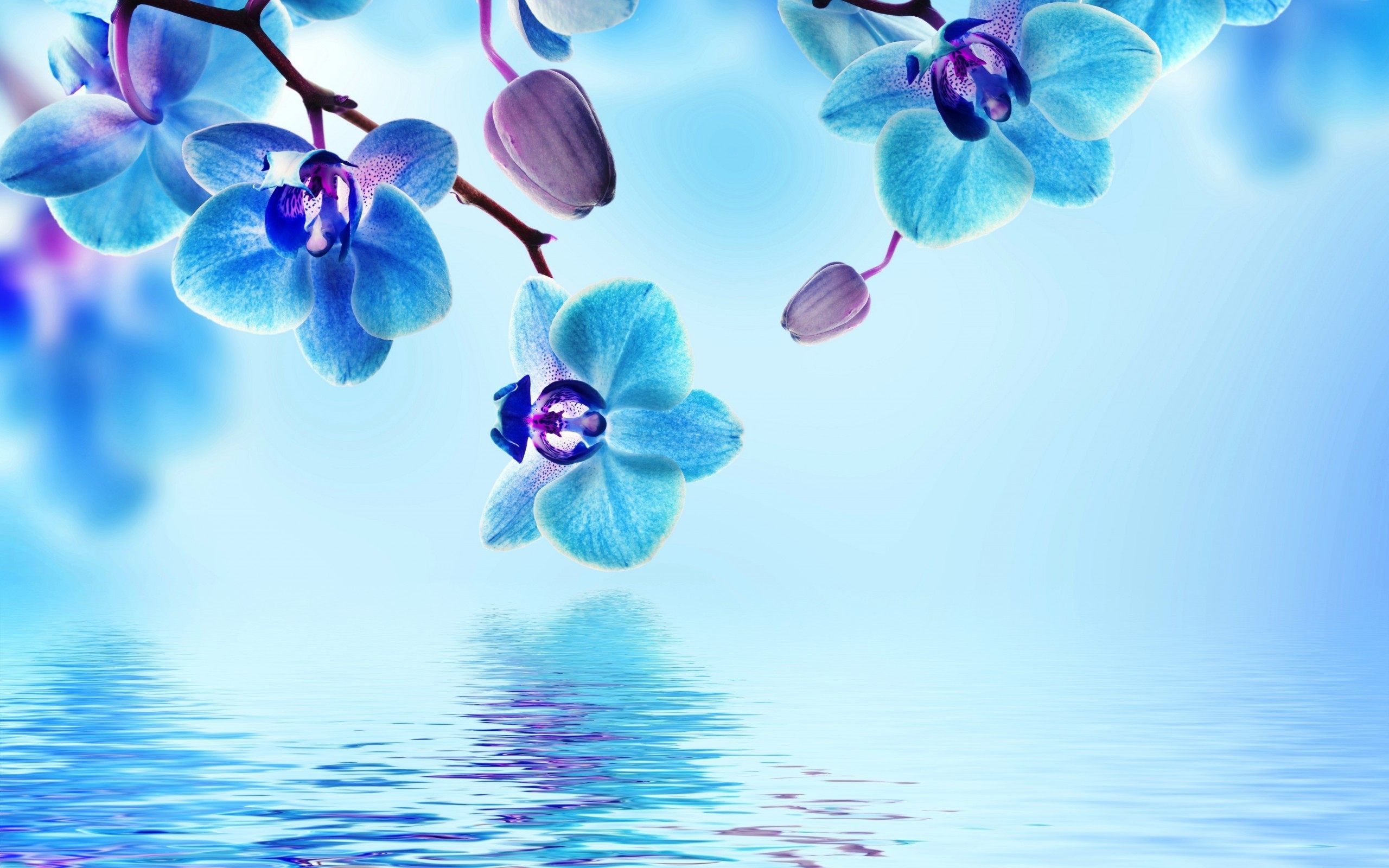 Royal Blue Flower Wallpaper