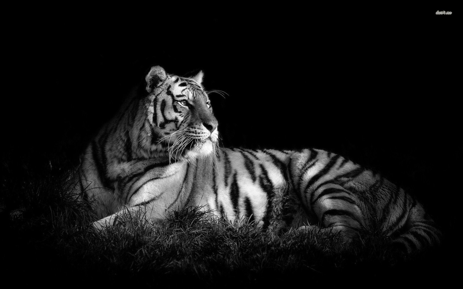 White Tiger Wallpaper HD (59+ pictures)
