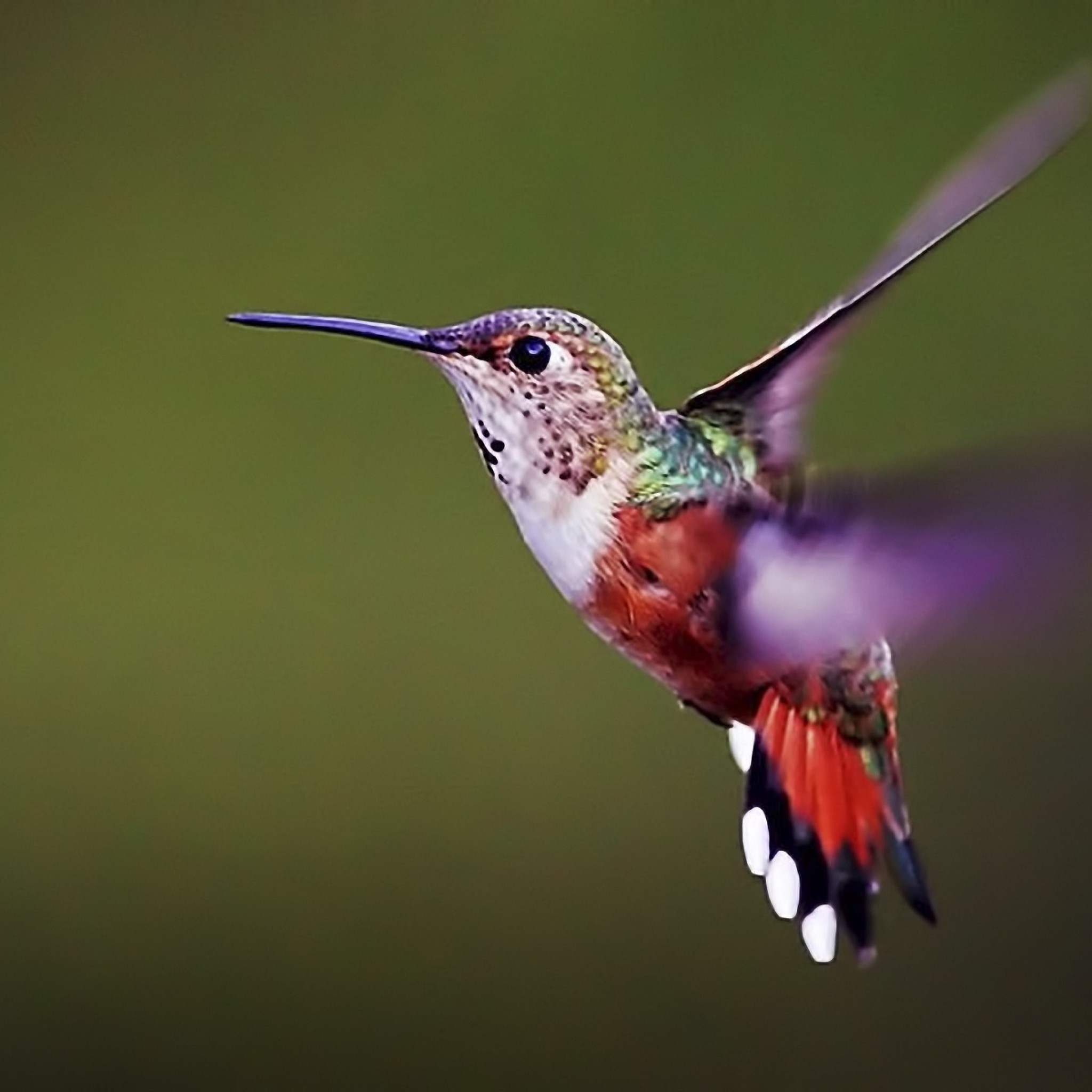 Hummingbird Wallpapers (63+ pictures)