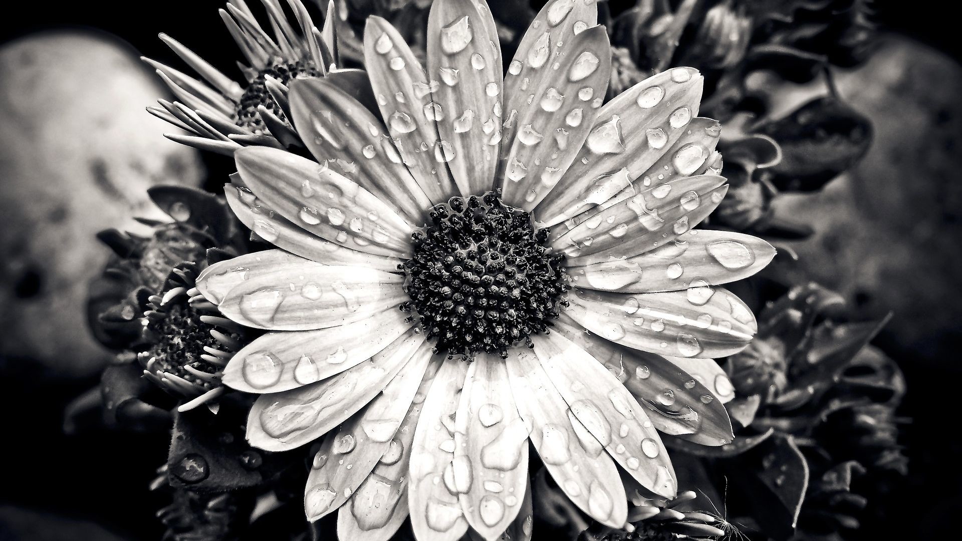 Black and White HD Wallpaper (72+ pictures)