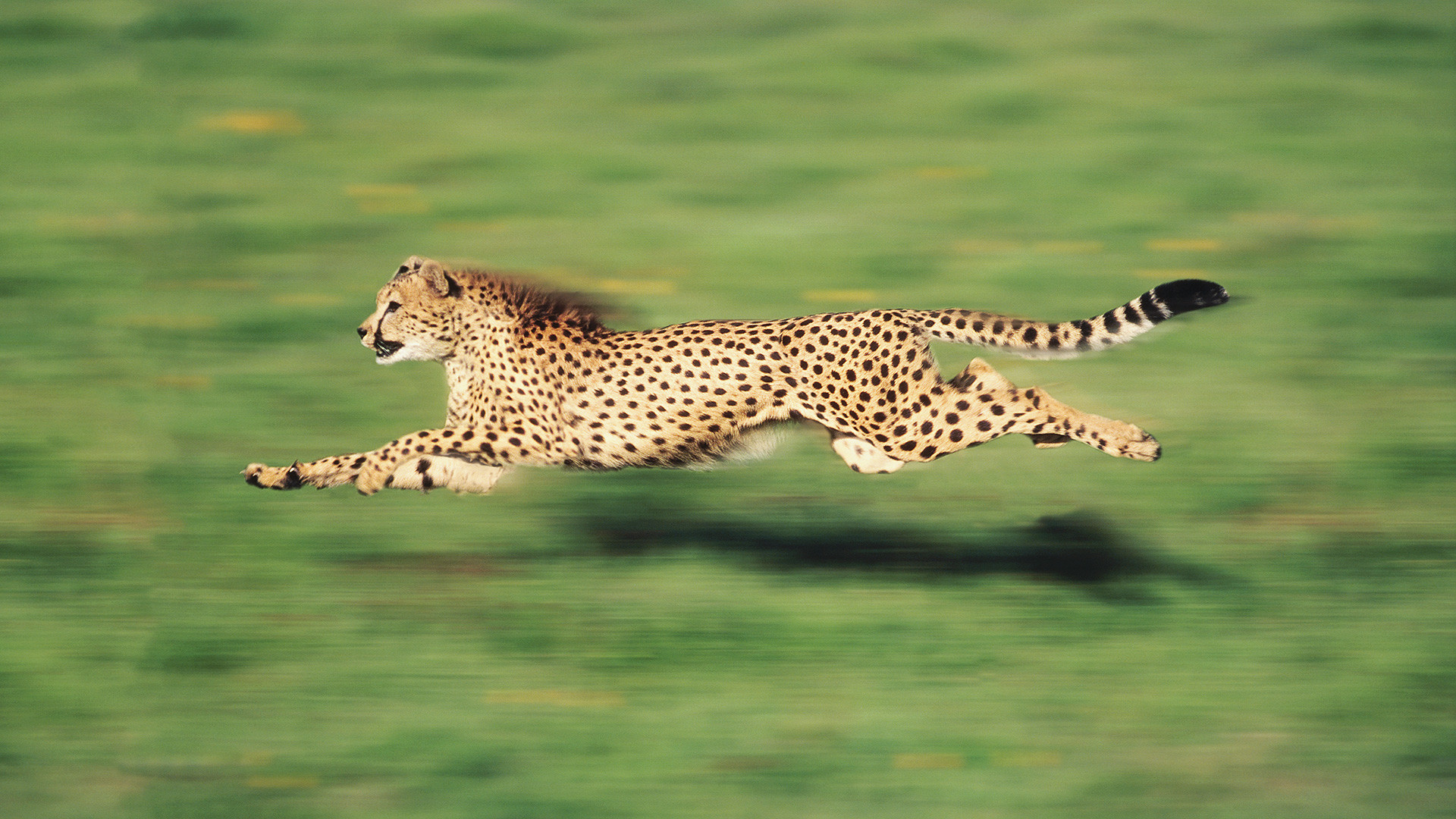 Cheetah Wallpaper HD (70+ pictures)