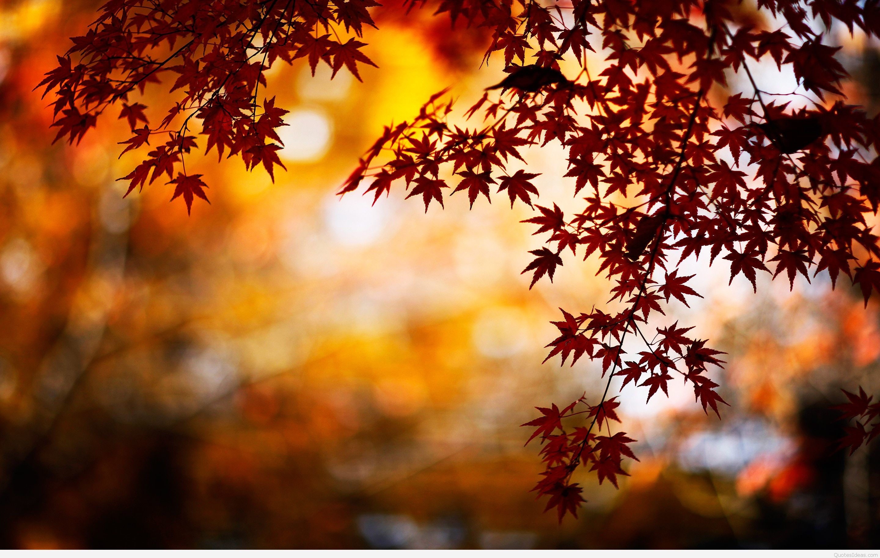Autumn HD Wallpapers (75+ pictures)
